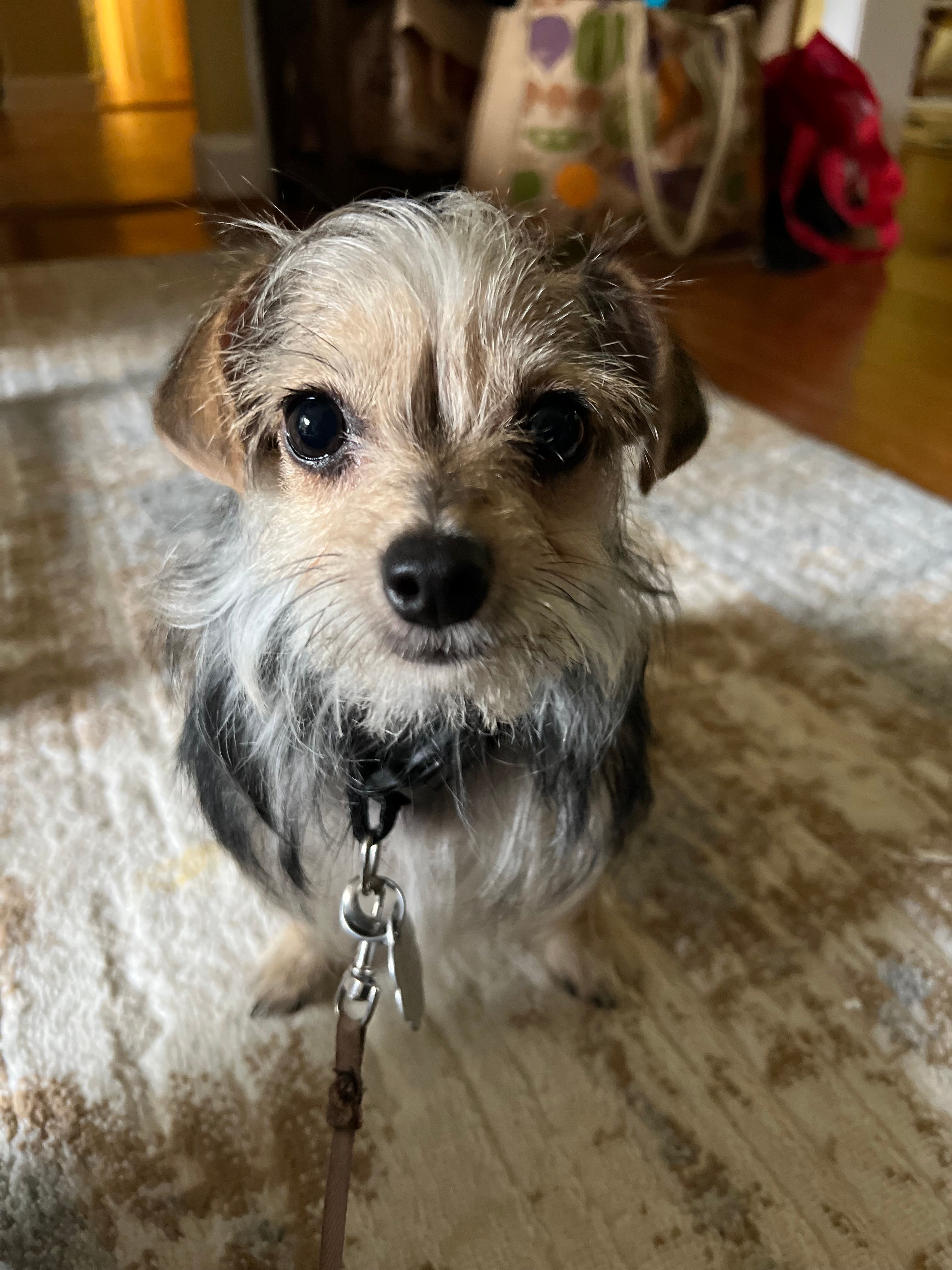 Mimi – Yorkshire Terrier puppy for sale in Greensboro, NC