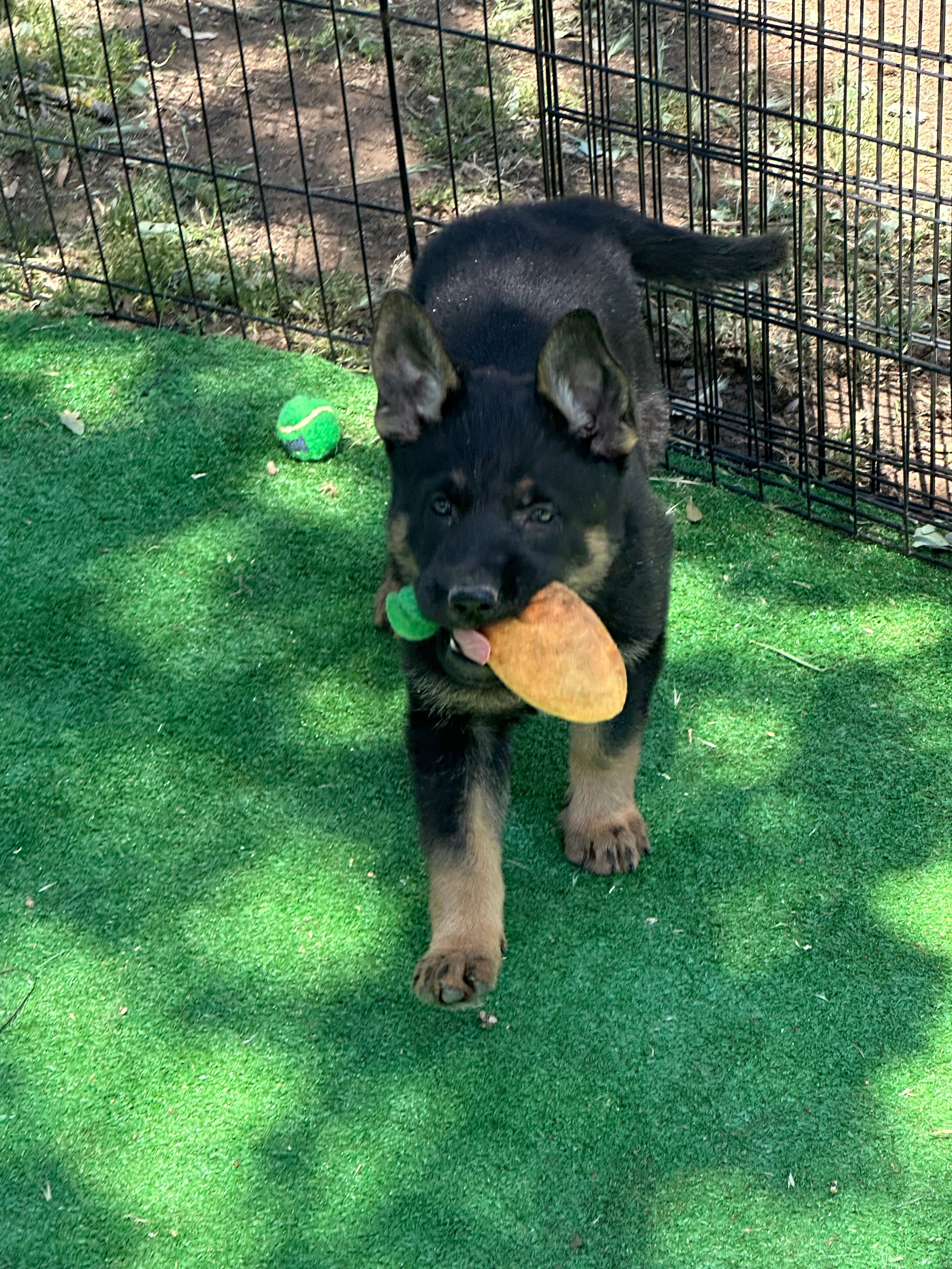 Blaze – German Shepherd Dog puppy for sale in Winters, CA