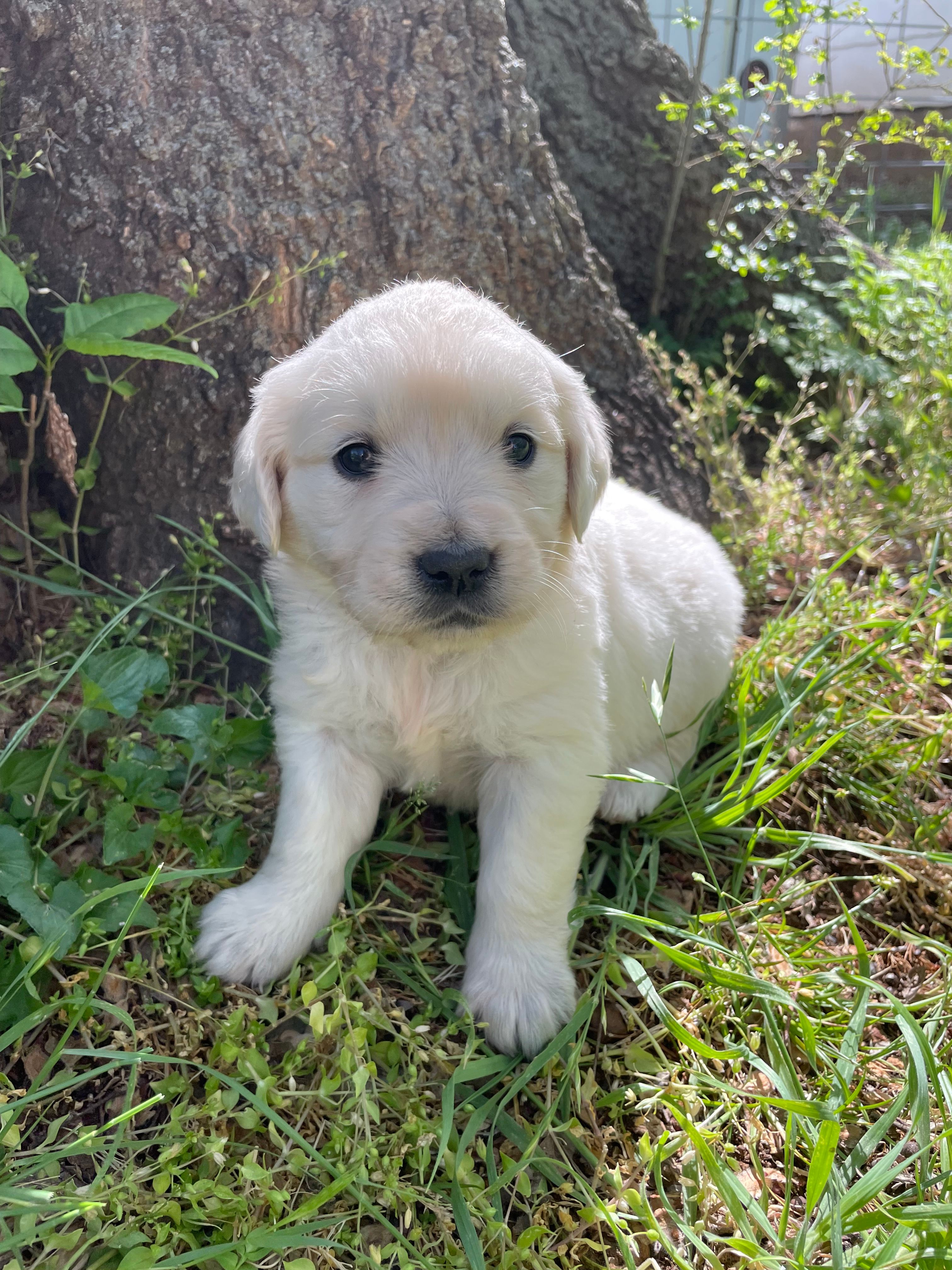 Rose – English Cream Golden Retriever puppy for sale in Huntington, AR