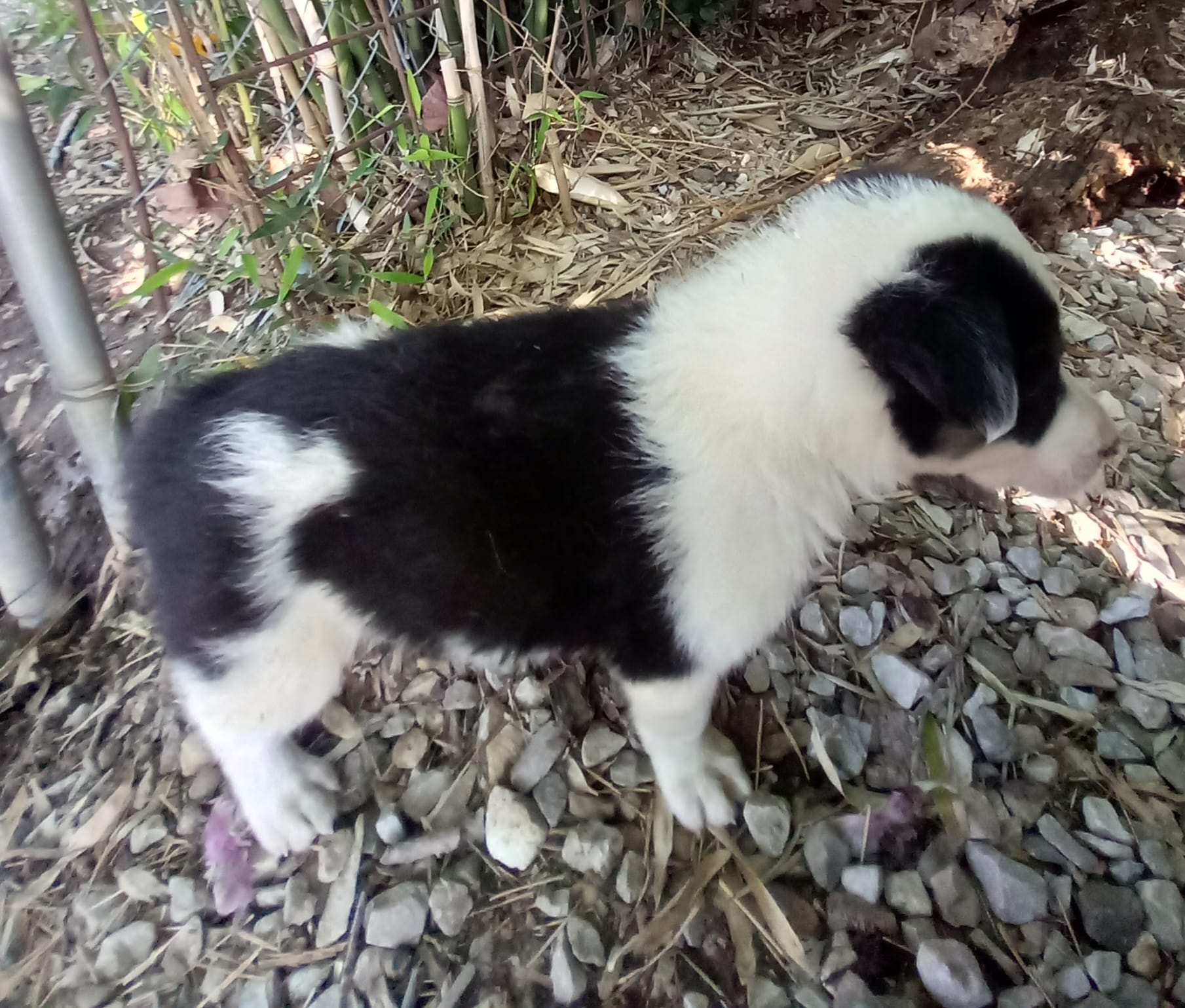 Max – Border Collie puppy for sale in Corydon, IN