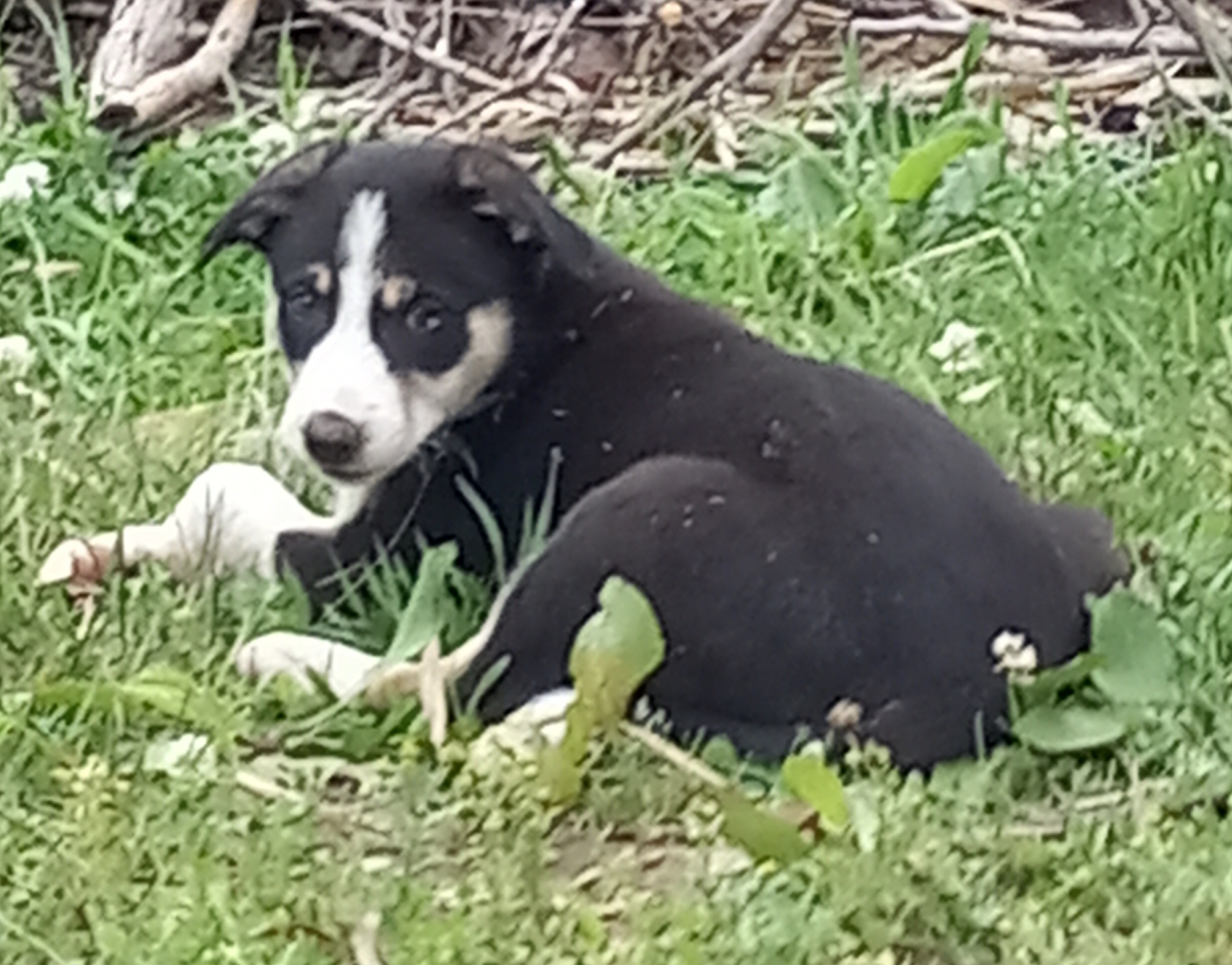 Zoe – Border Collie puppy for sale in Corydon, IN