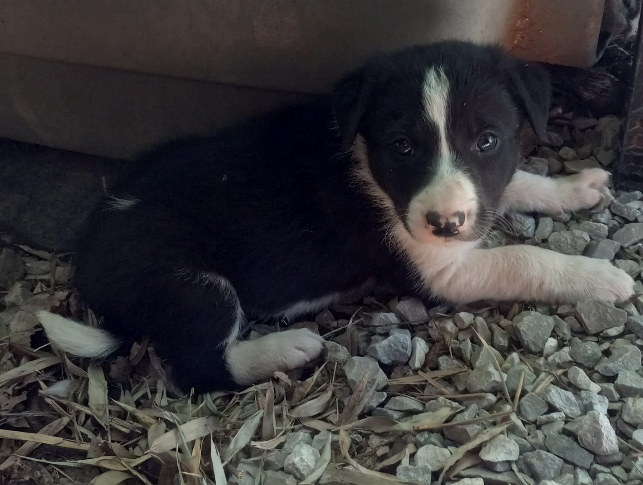Spotify – Border Collie puppy for sale in Corydon, IN