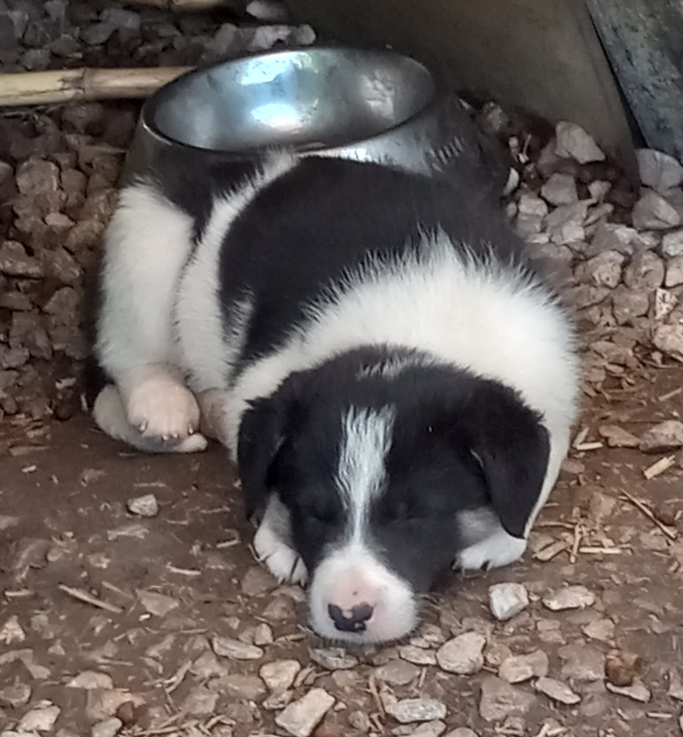 Sam – Border Collie puppy for sale in Corydon, IN