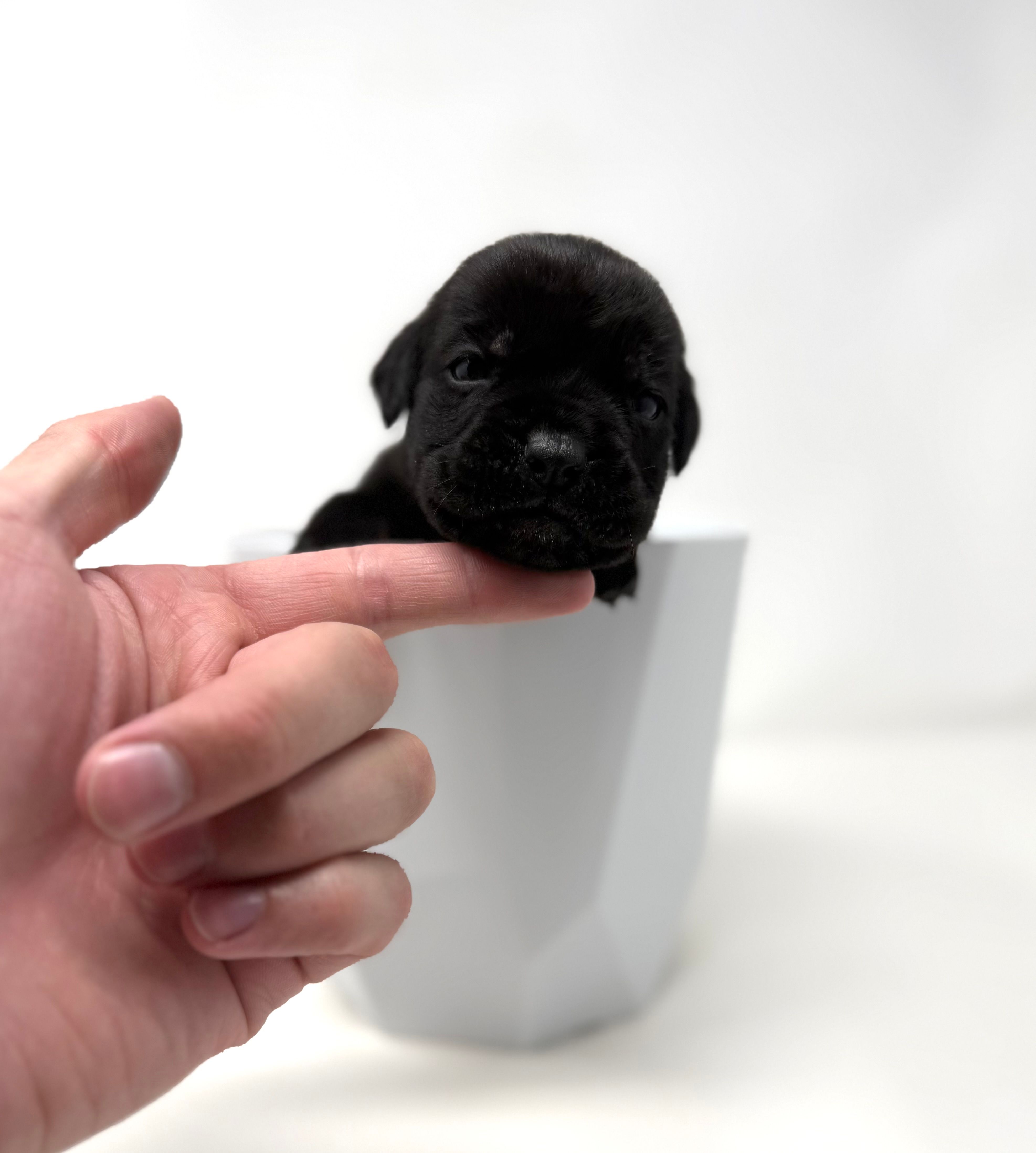 Ophelia – Cane Corso puppy for sale in Murfreesboro, TN