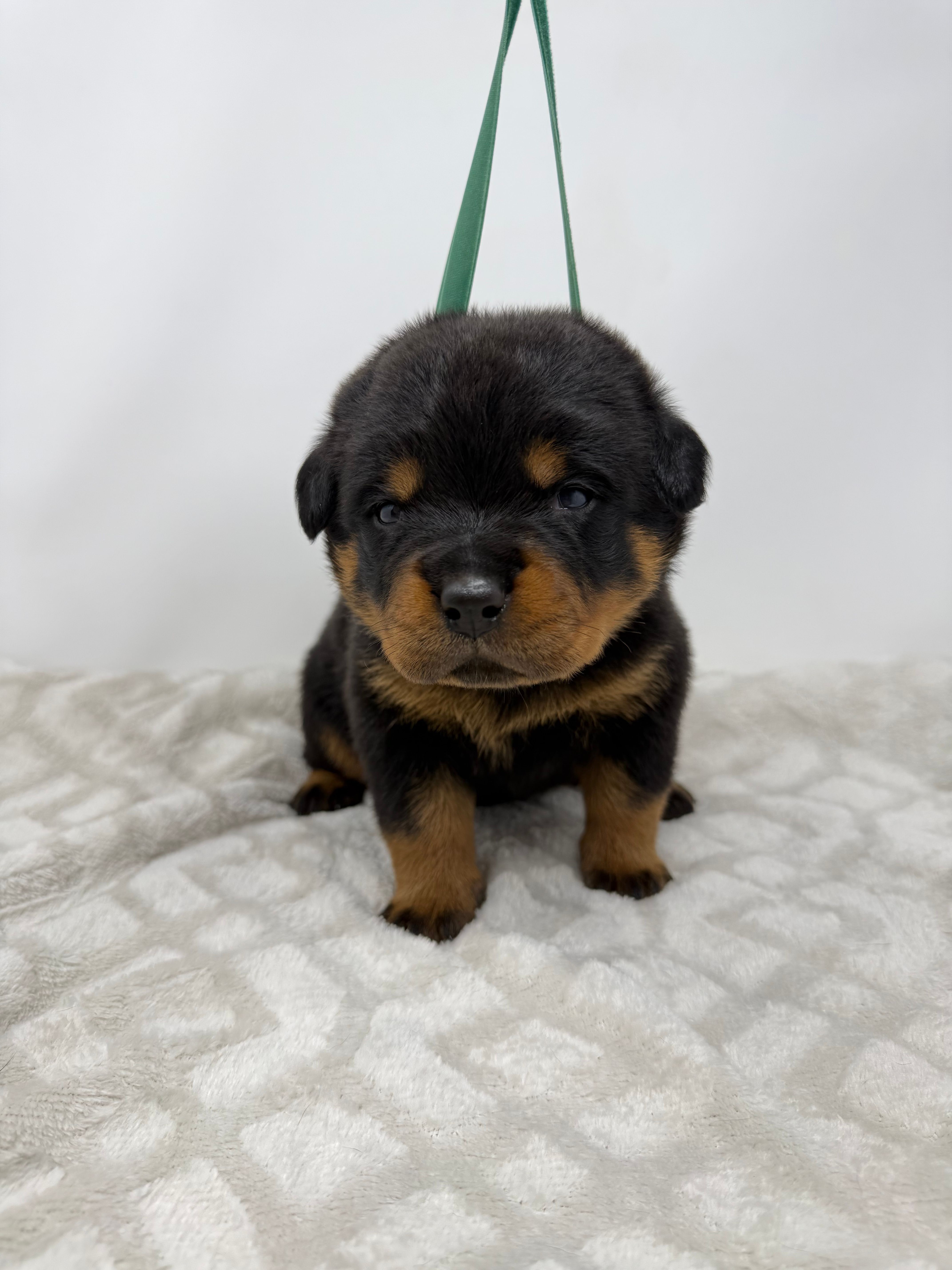 Poppy – Rottweiler puppy for sale in Murfreesboro, TN
