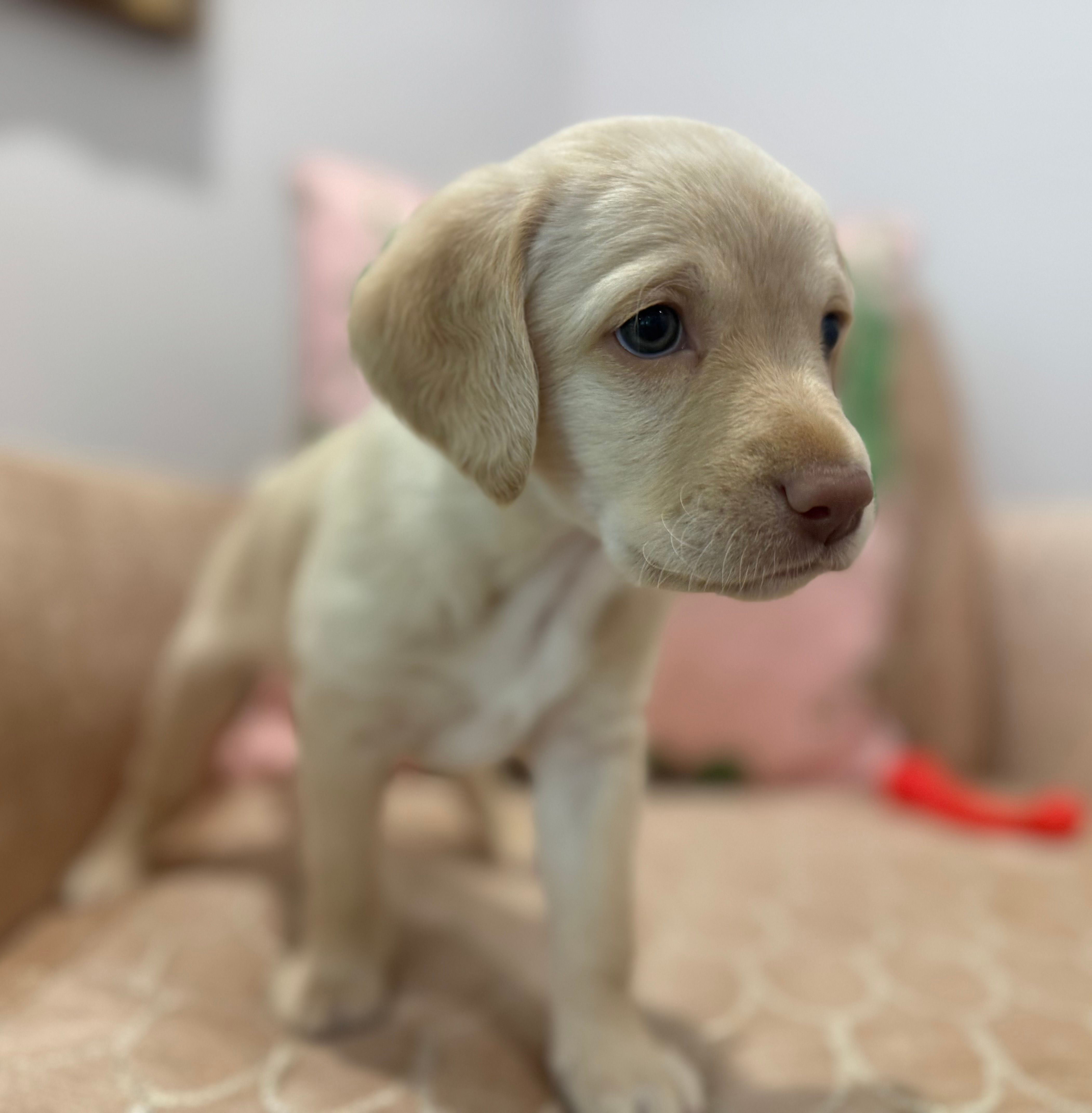 Edith – Labradoodle puppy for sale in Weston, MA