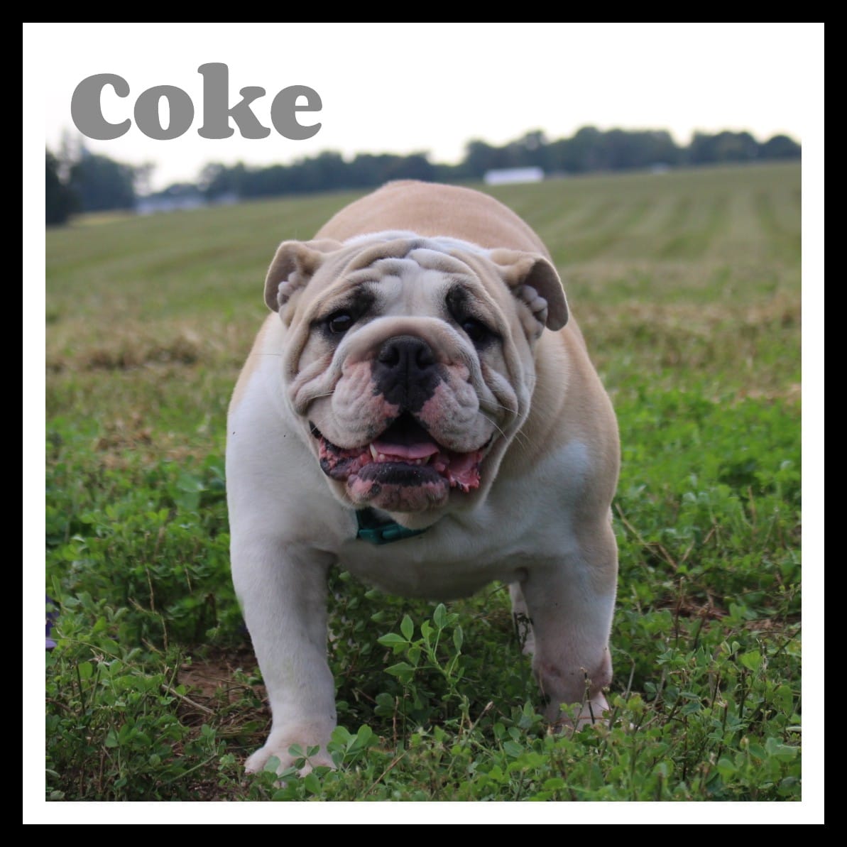Coke  – English Bulldog puppy for sale in Wawaka, IN