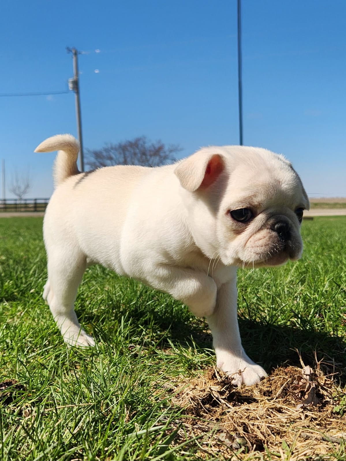 Kilo – Pug puppy for sale in Cory, IN