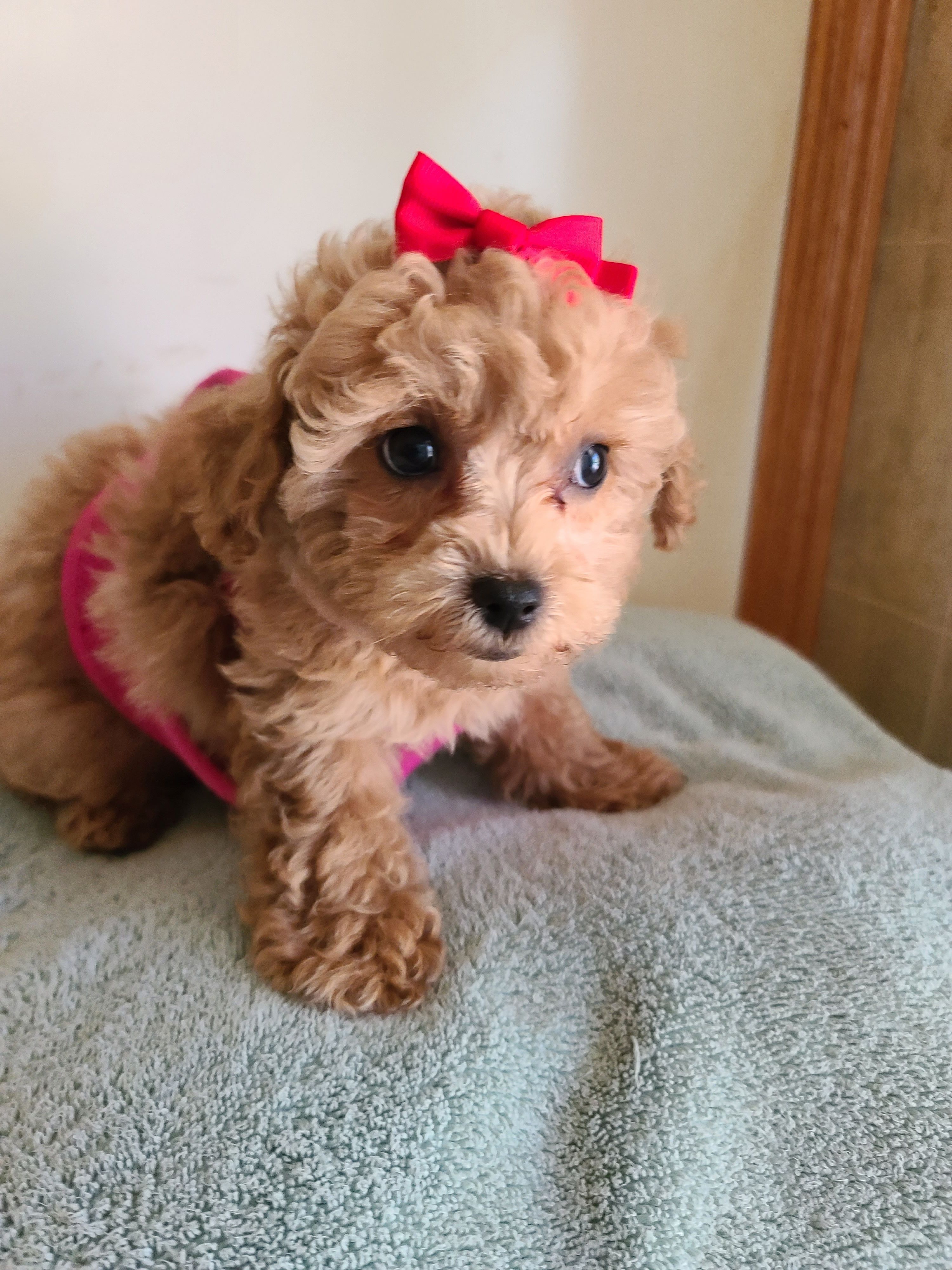Star – Poodle - Toy , Bichpoo puppy for sale in Wentworth, MO