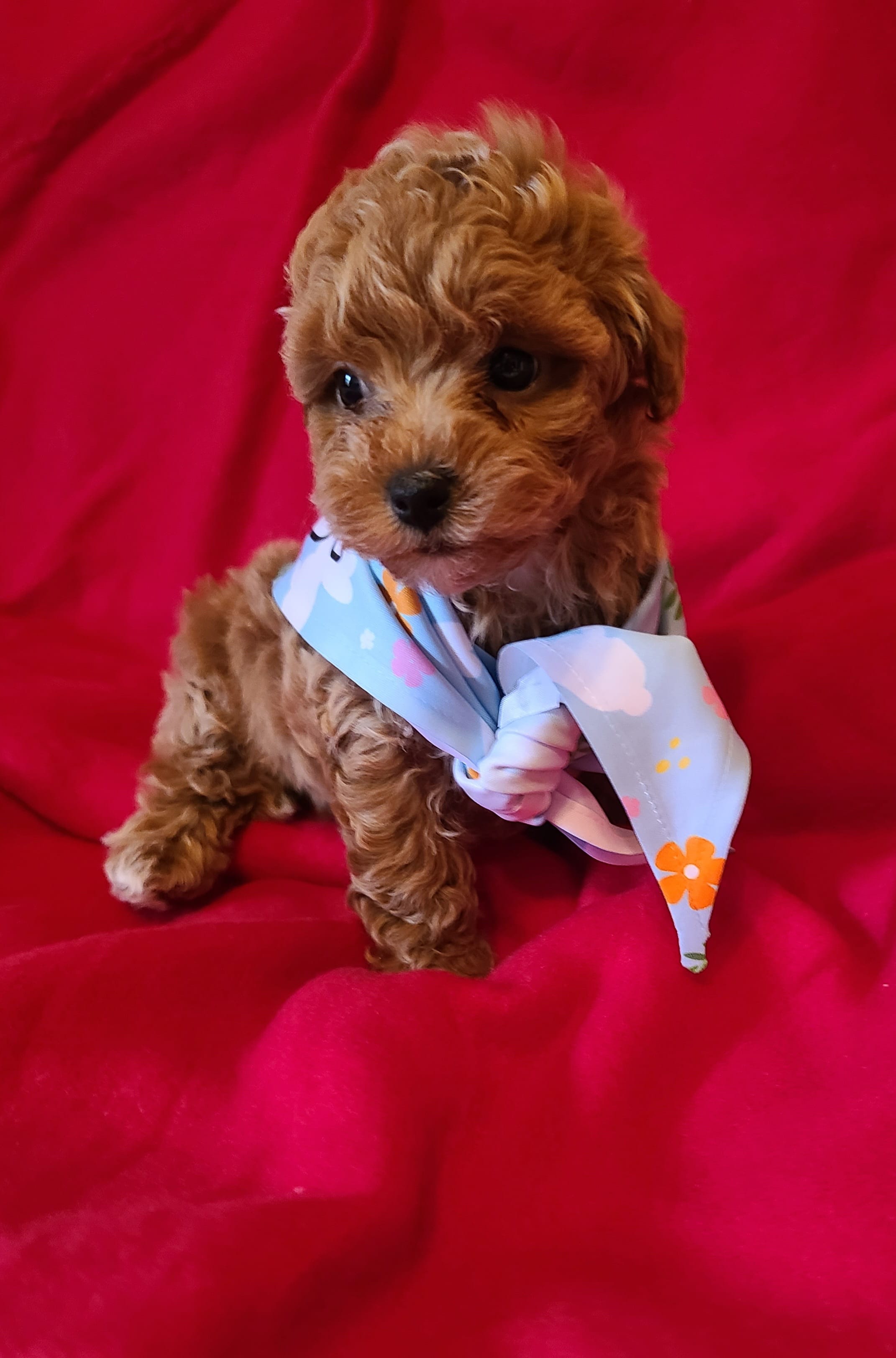 Lizzy  – Bichpoo puppy for sale in Wentworth, MO