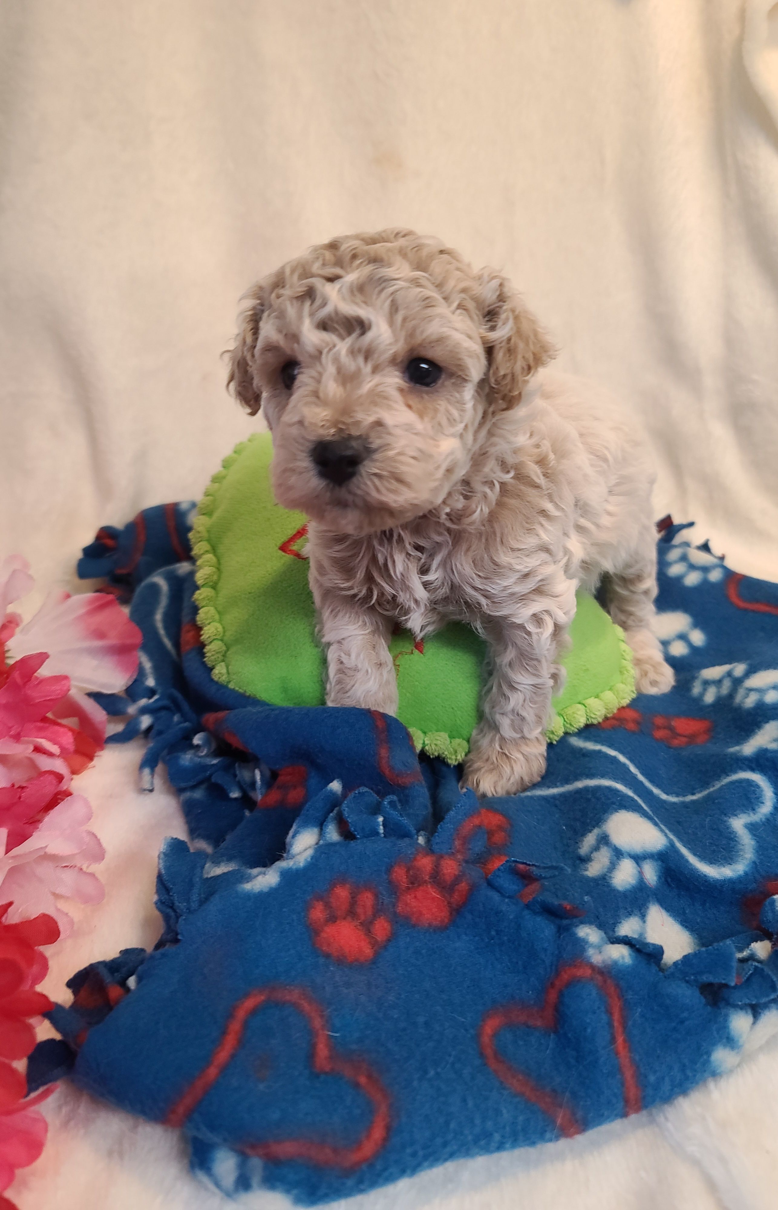 Lenny – Bichpoo puppy for sale in Wentworth, MO