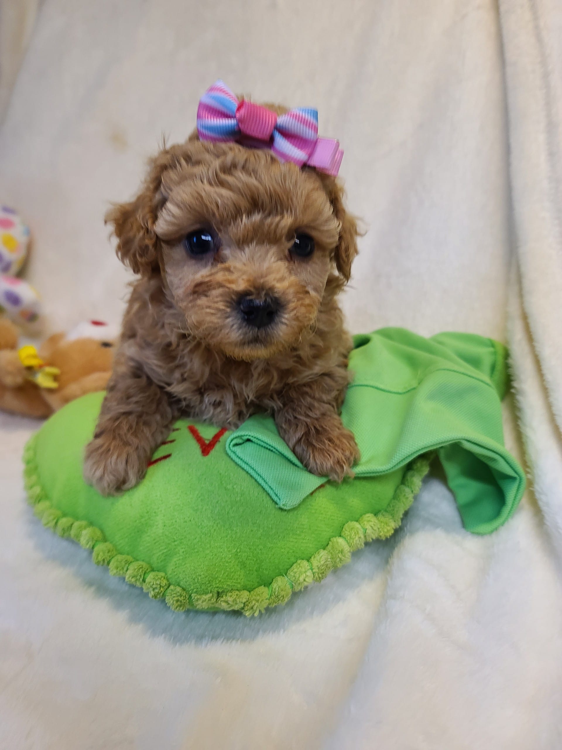 Star – Poodle - Toy , Bichpoo puppy for sale in Wentworth, MO