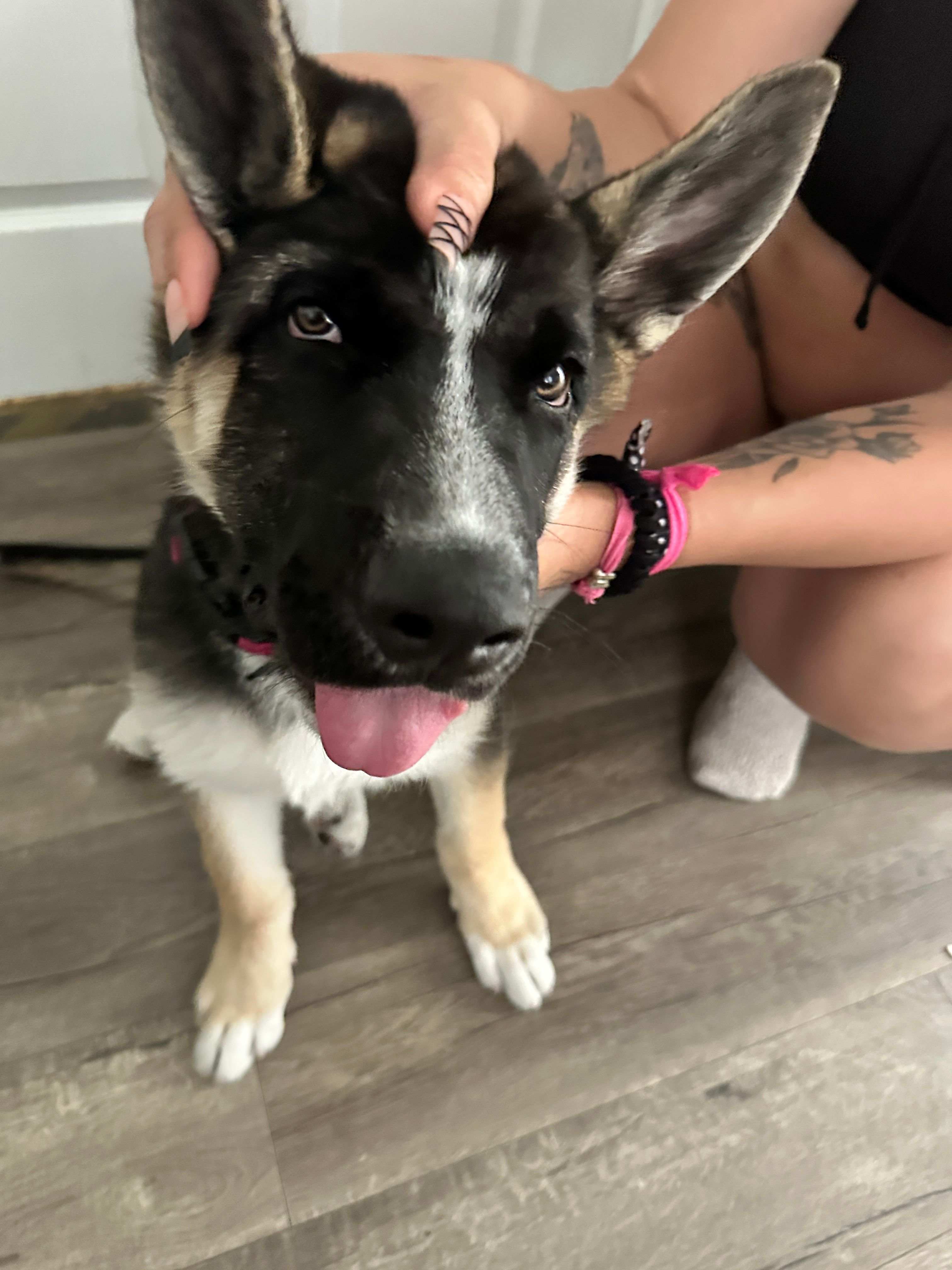 Duke – German Shepherd Dog puppy for sale in North Hollywood, CA