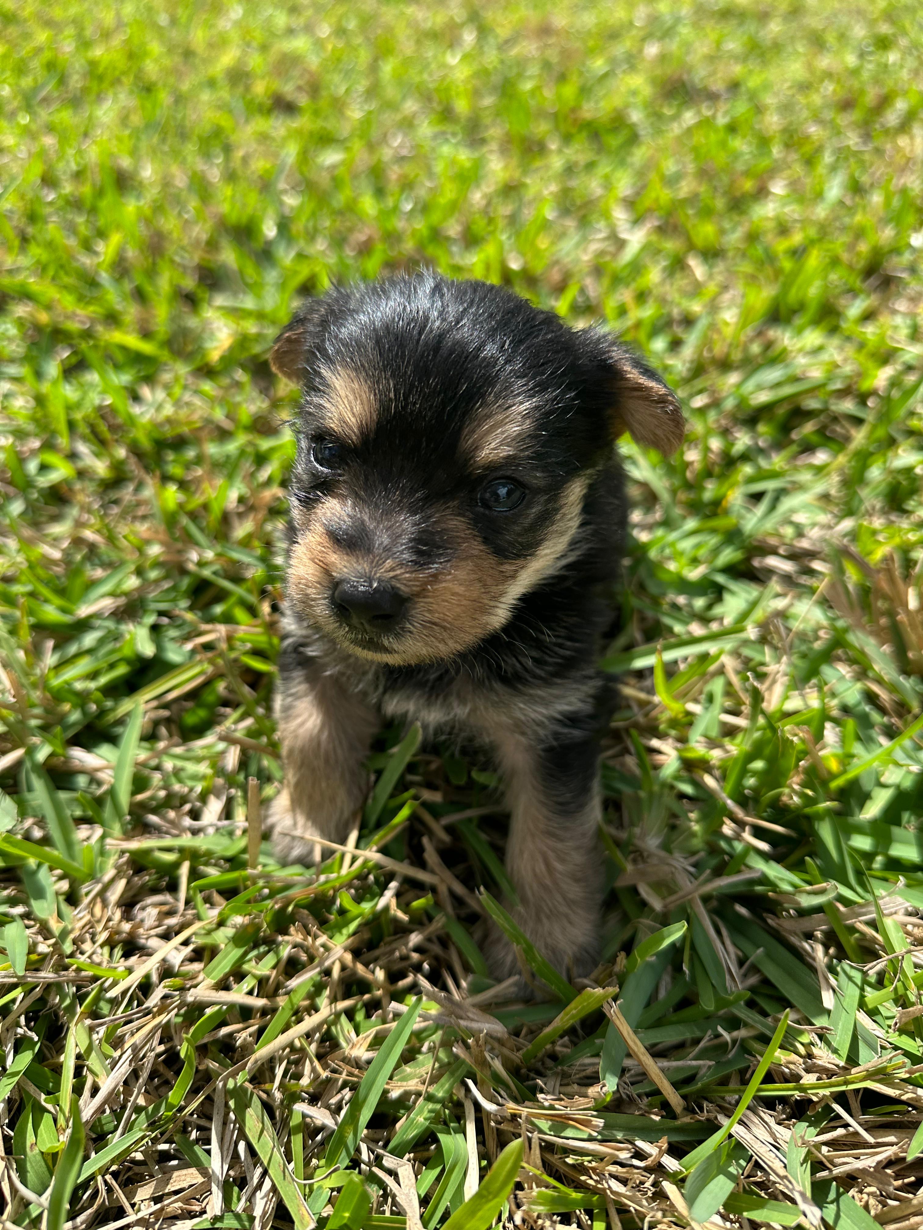 Brownie – Yorkshire Terrier puppy for sale in Miami, FL