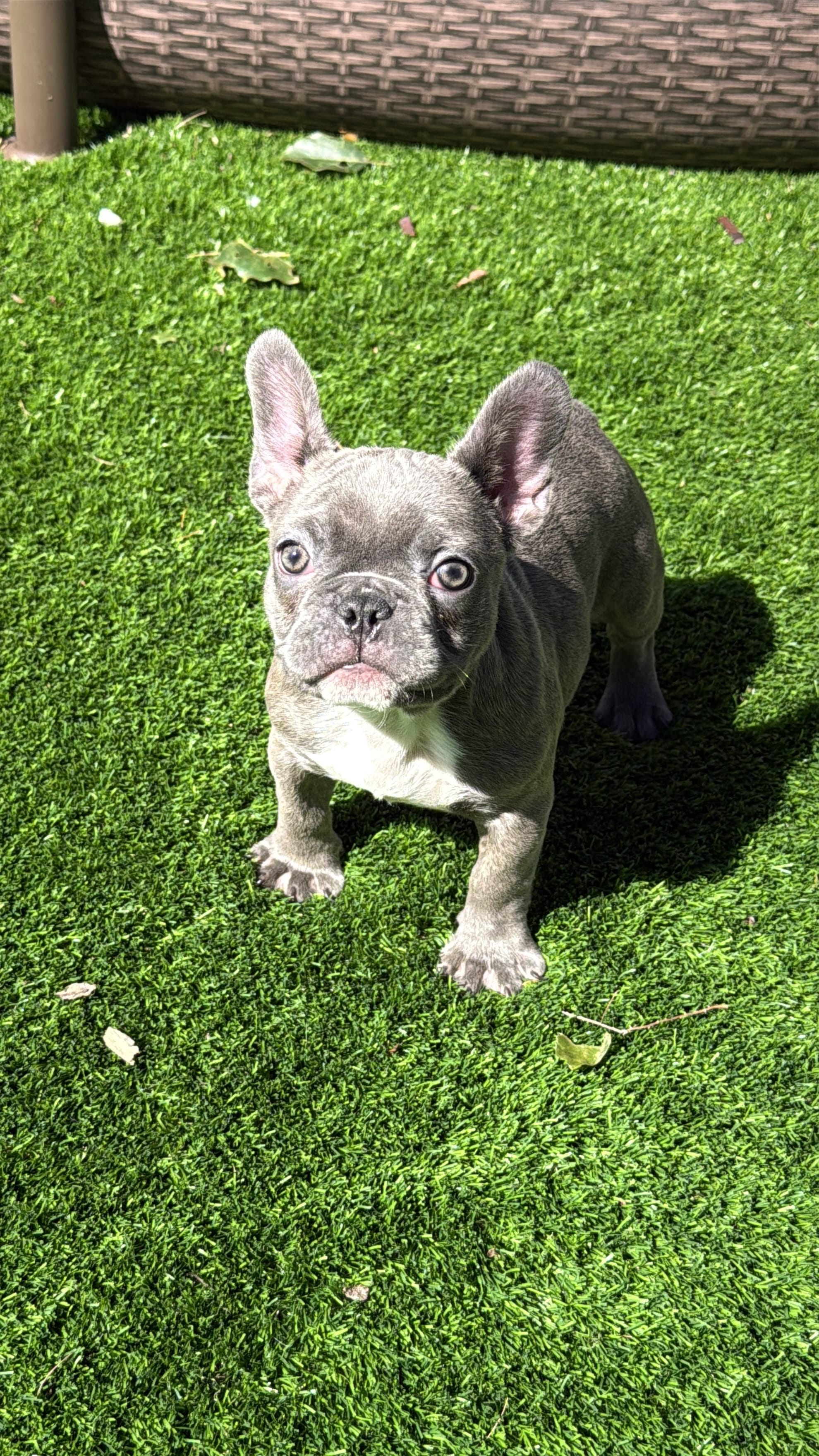 Frenchie Bulldog  – French Bulldog puppy for sale in Hialeah, FL