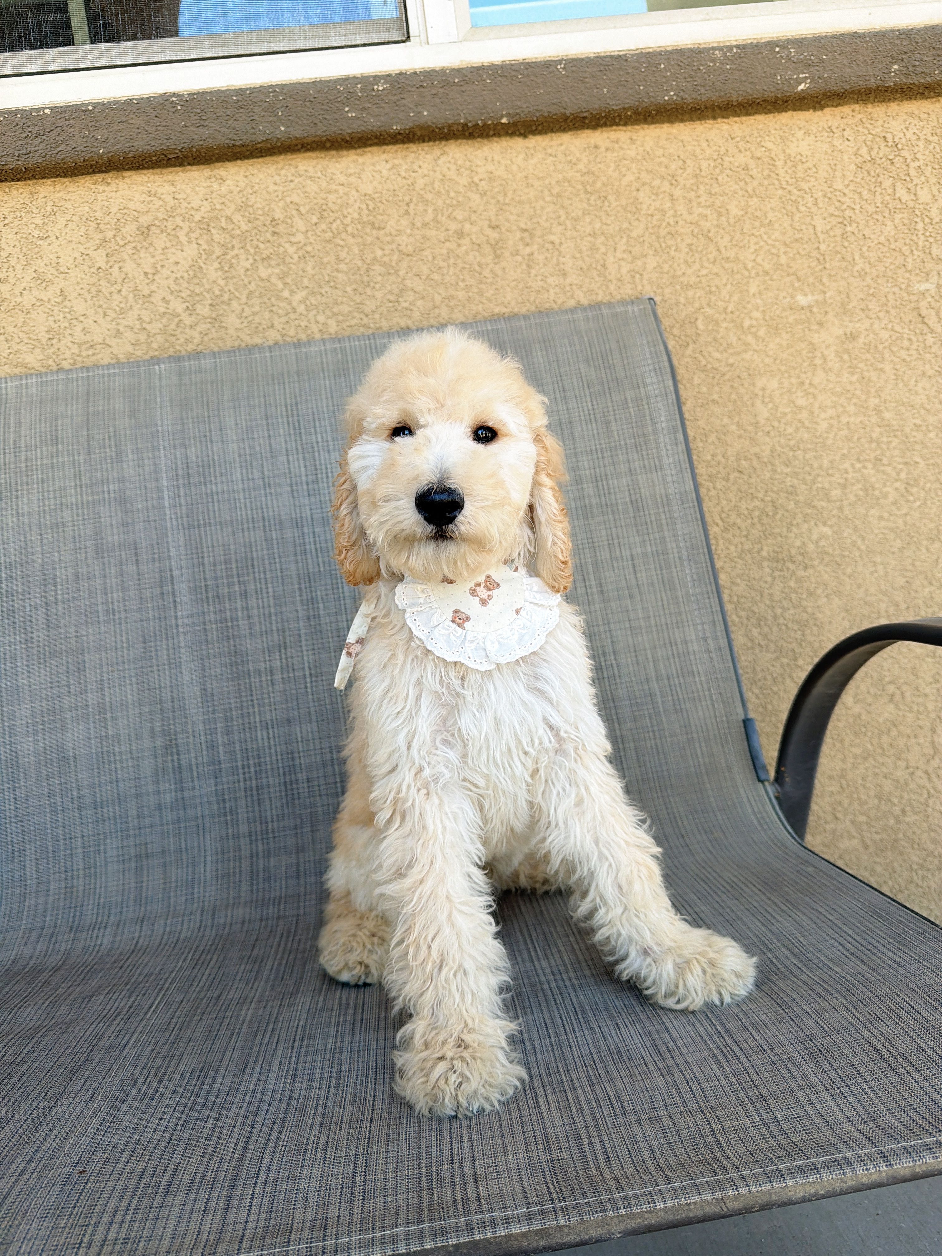 Mini cookie – Miniature Goldendoodle puppy for sale in Rancho Cucamonga, CA