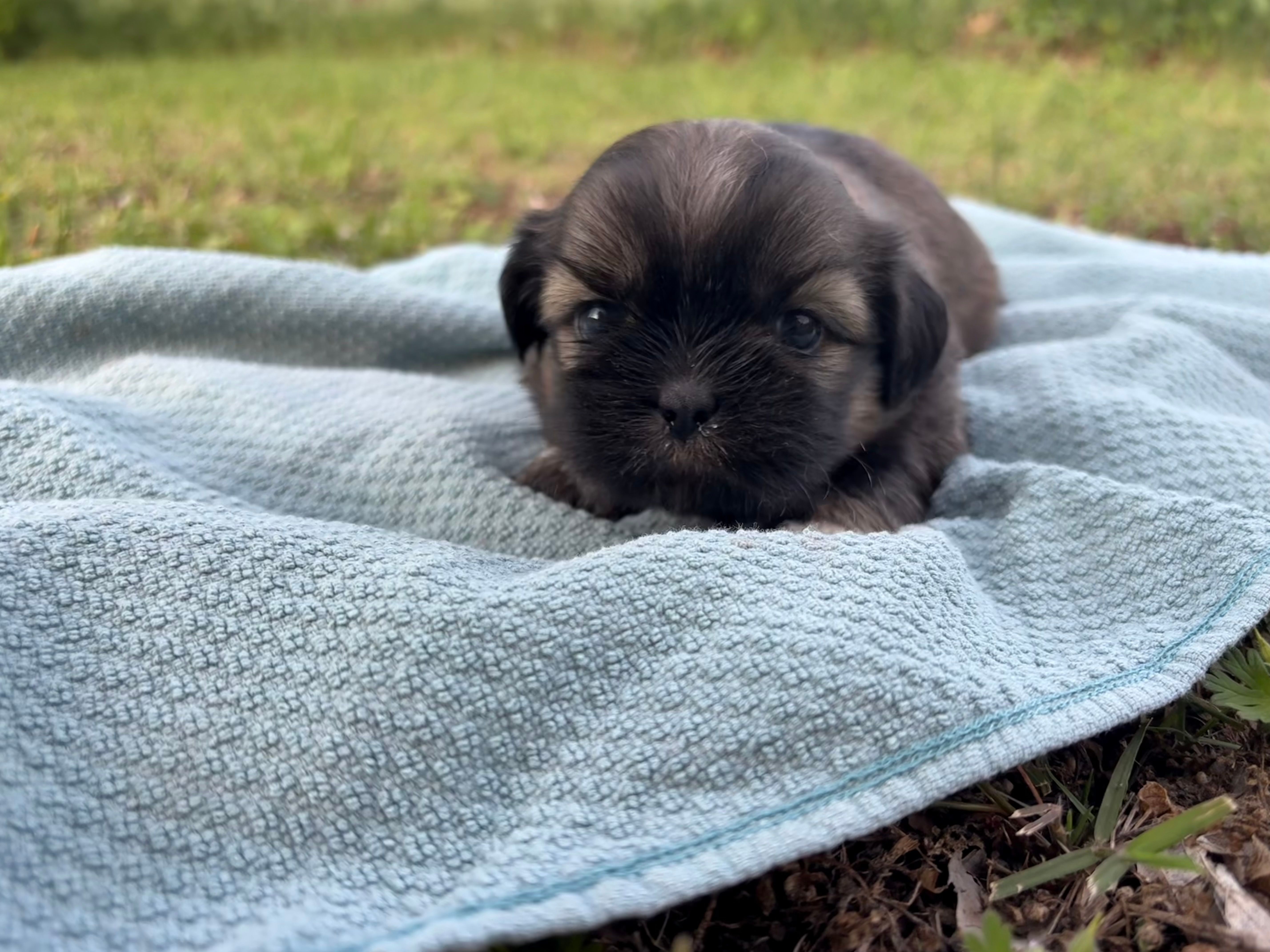 Katniss – Shih Tzu puppy for sale in Choctaw, OK