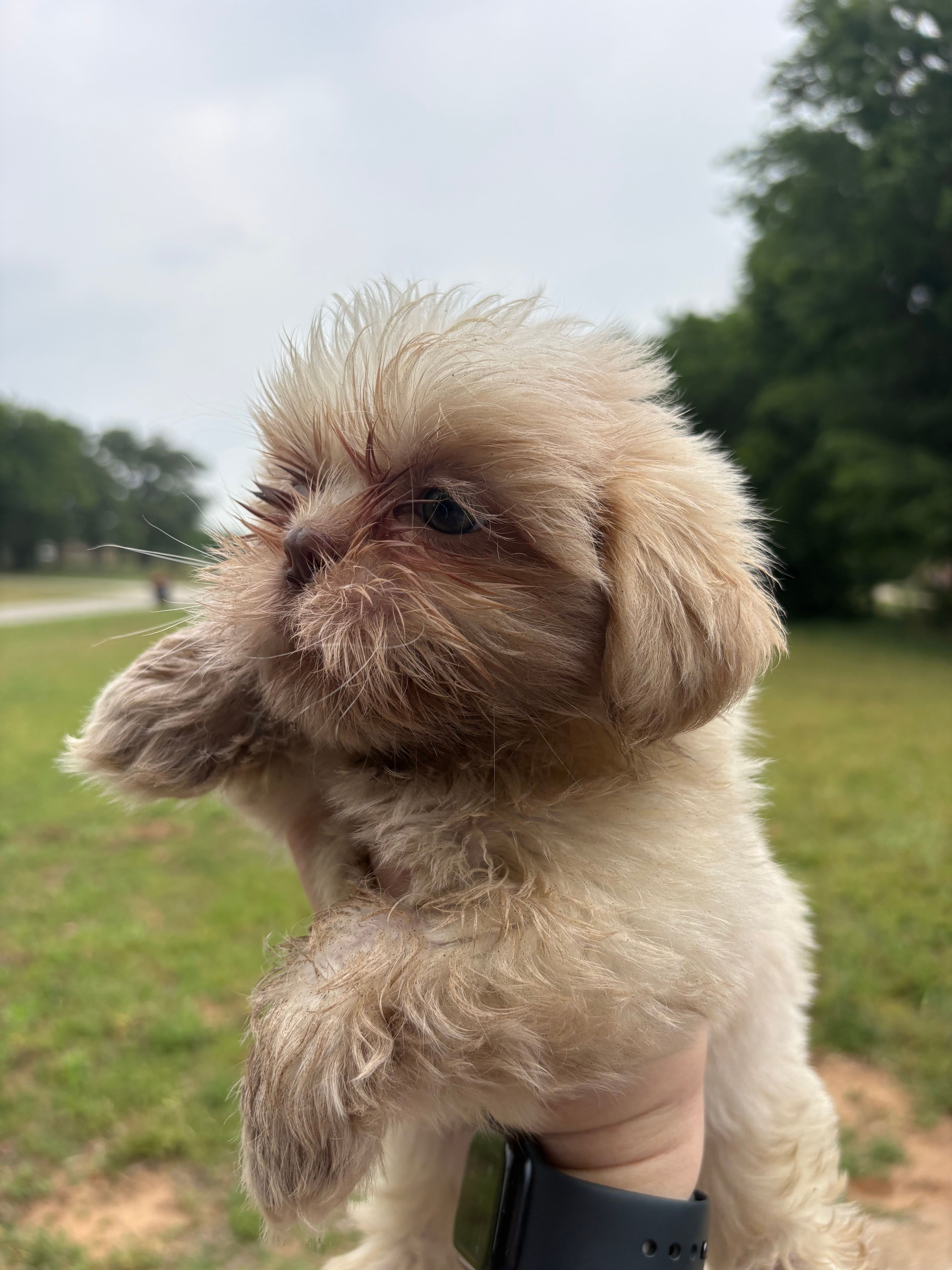 Finnick – Shih Tzu puppy for sale in Choctaw, OK
