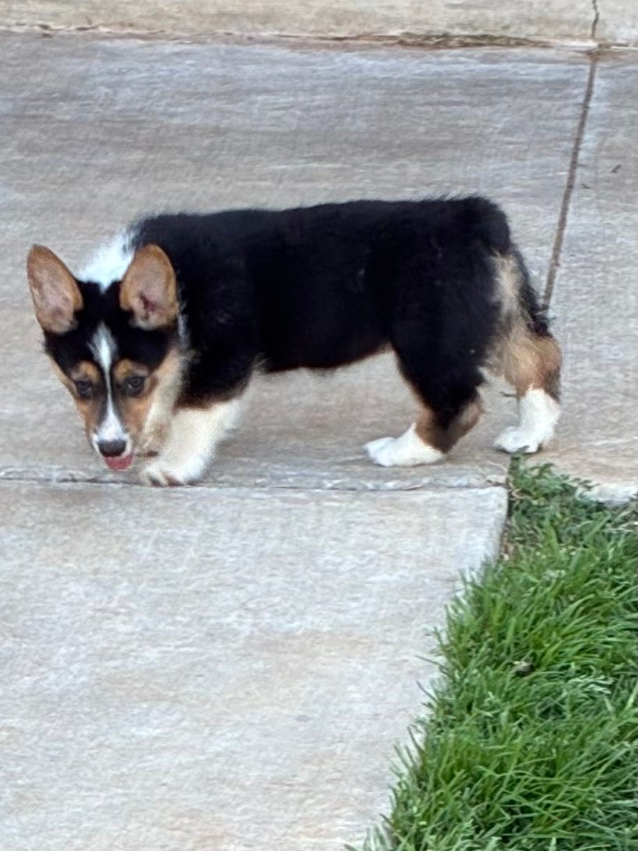 Lil' Lady – Pembroke Welsh Corgi puppy for sale in Choctaw, OK