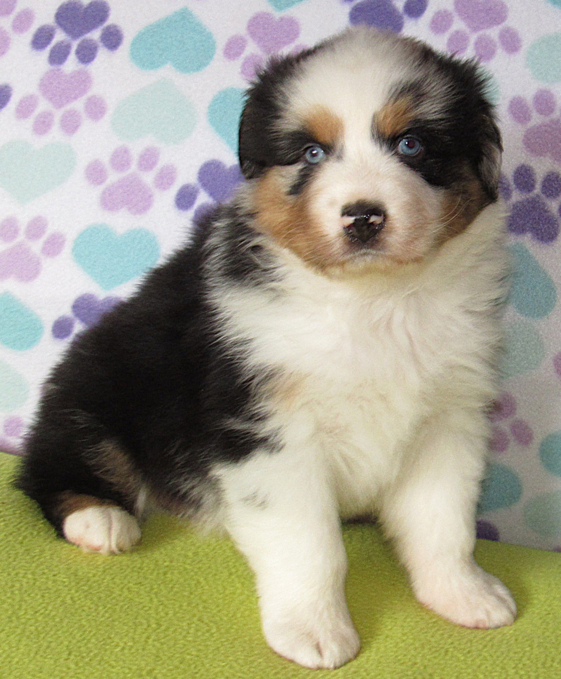 Emmett BMM AKC  – Australian Shepherd puppy for sale in Lynchburg, VA
