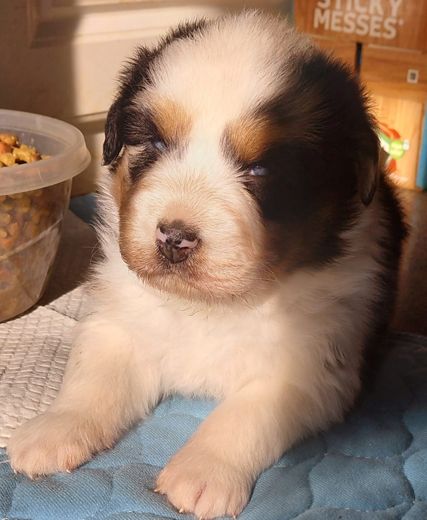 Emmett – Australian Shepherd puppy for sale in Lynchburg, VA
