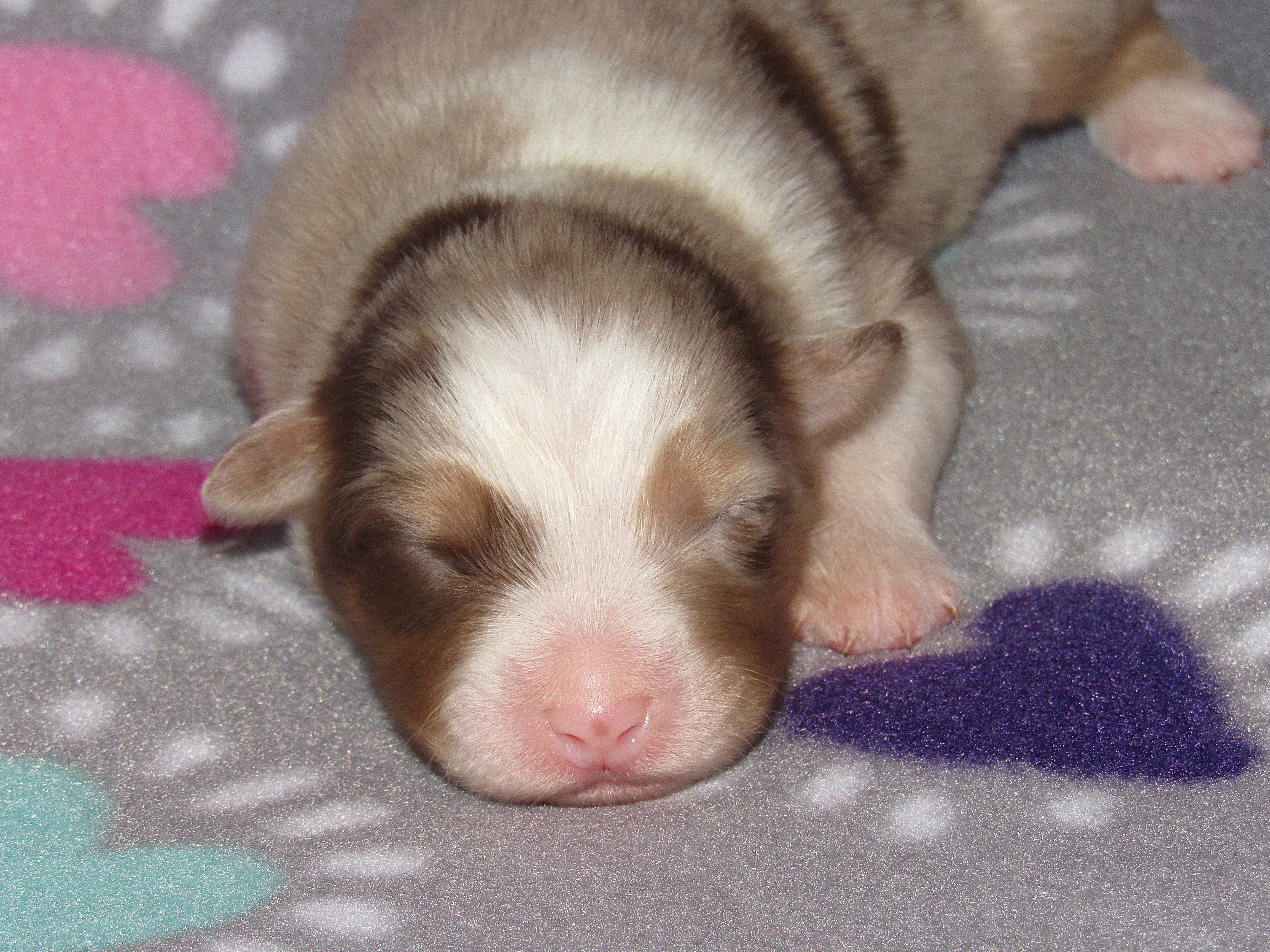 Poppy RMF NO Dock Tail NBT – Australian Shepherd puppy for sale in Lynchburg, VA
