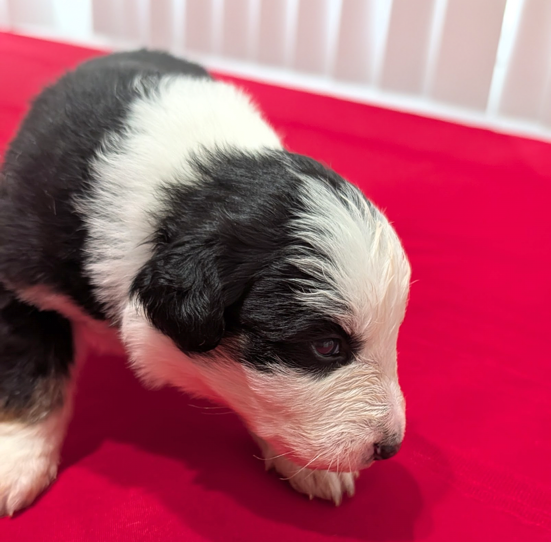 Luna – Australian Shepherd puppy for sale in La Habra, CA