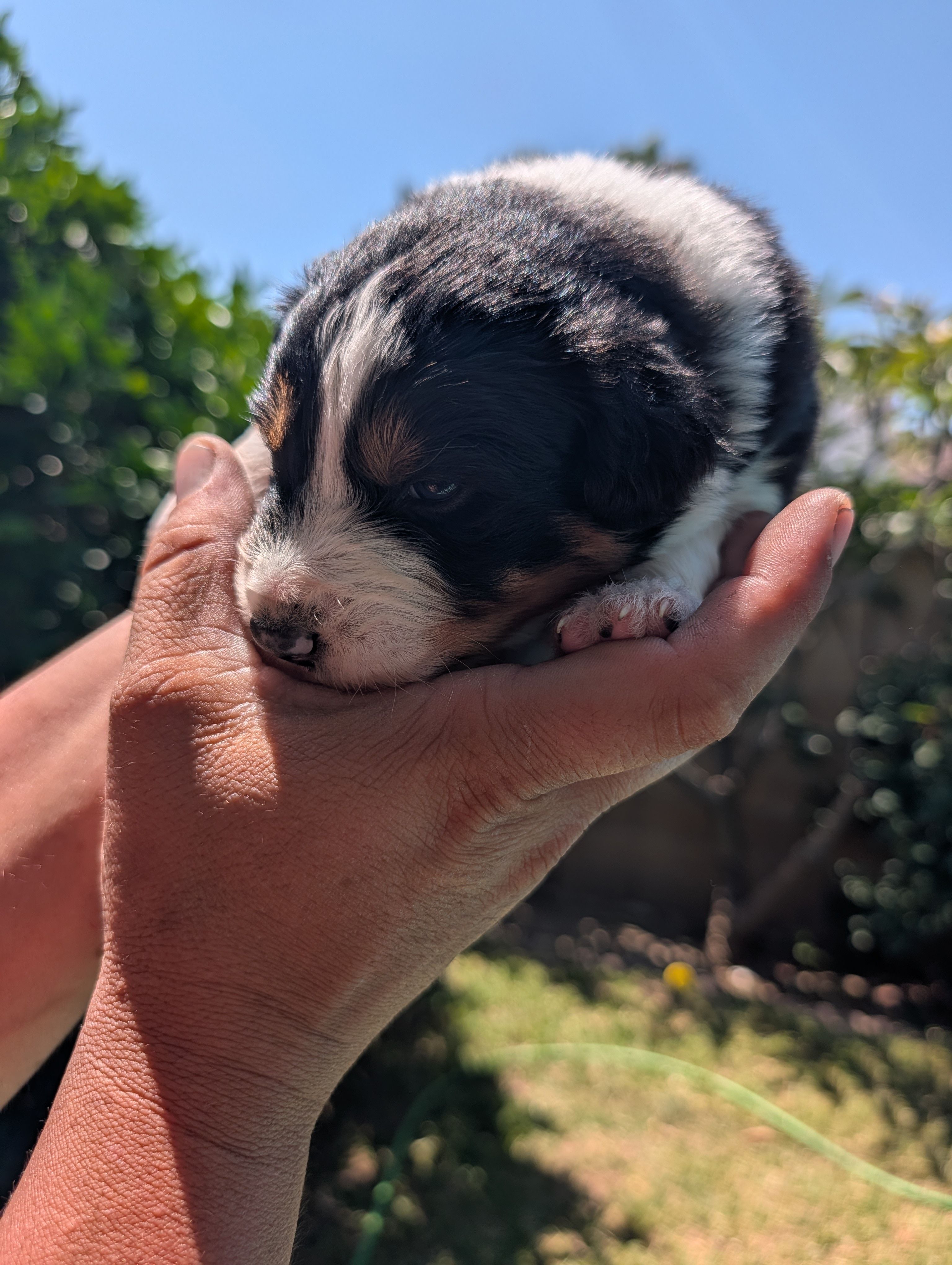 Elmer – Australian Shepherd puppy for sale in La Habra, CA