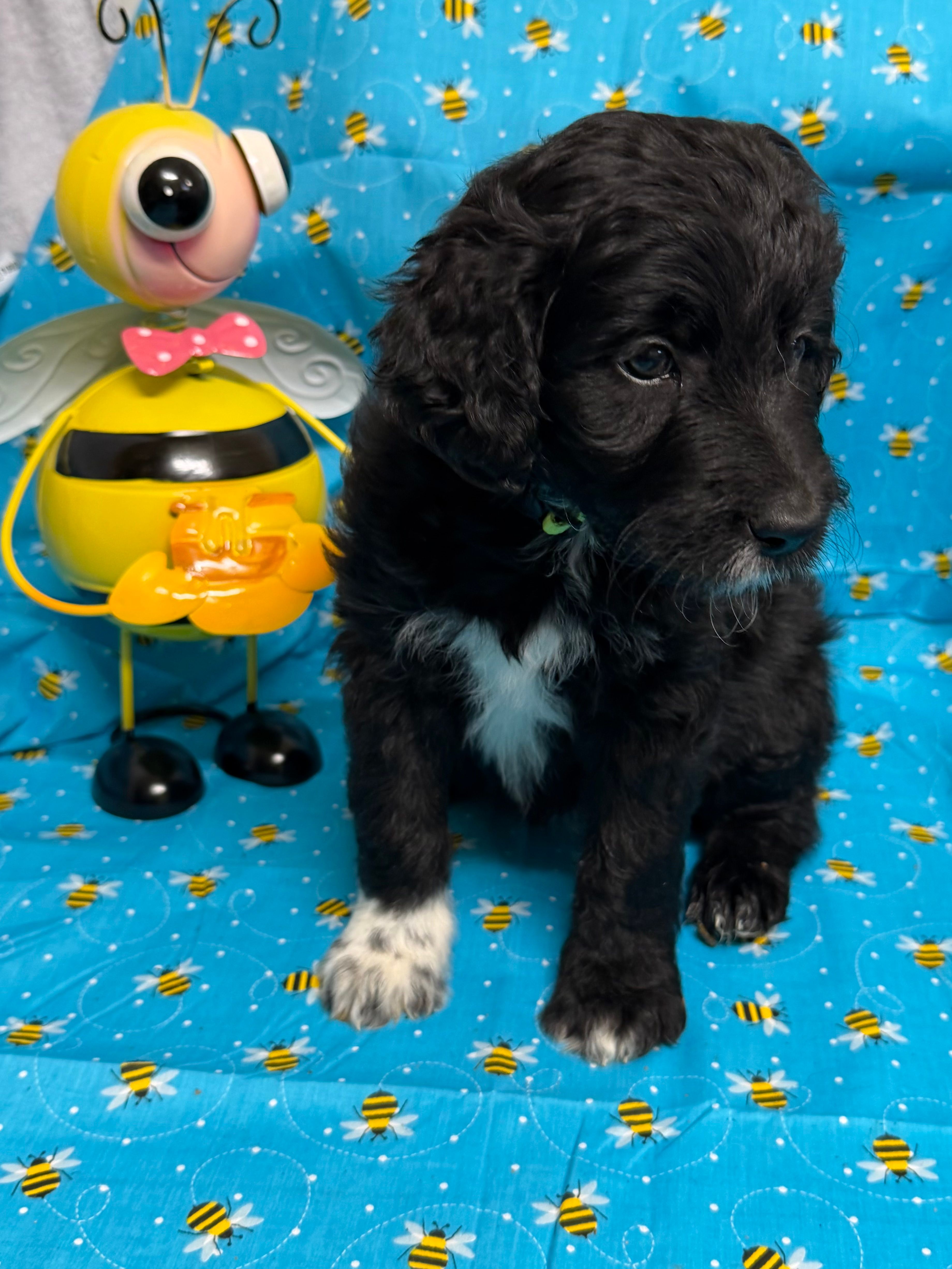 Riesling – Bordoodle puppy for sale in Republic, MO