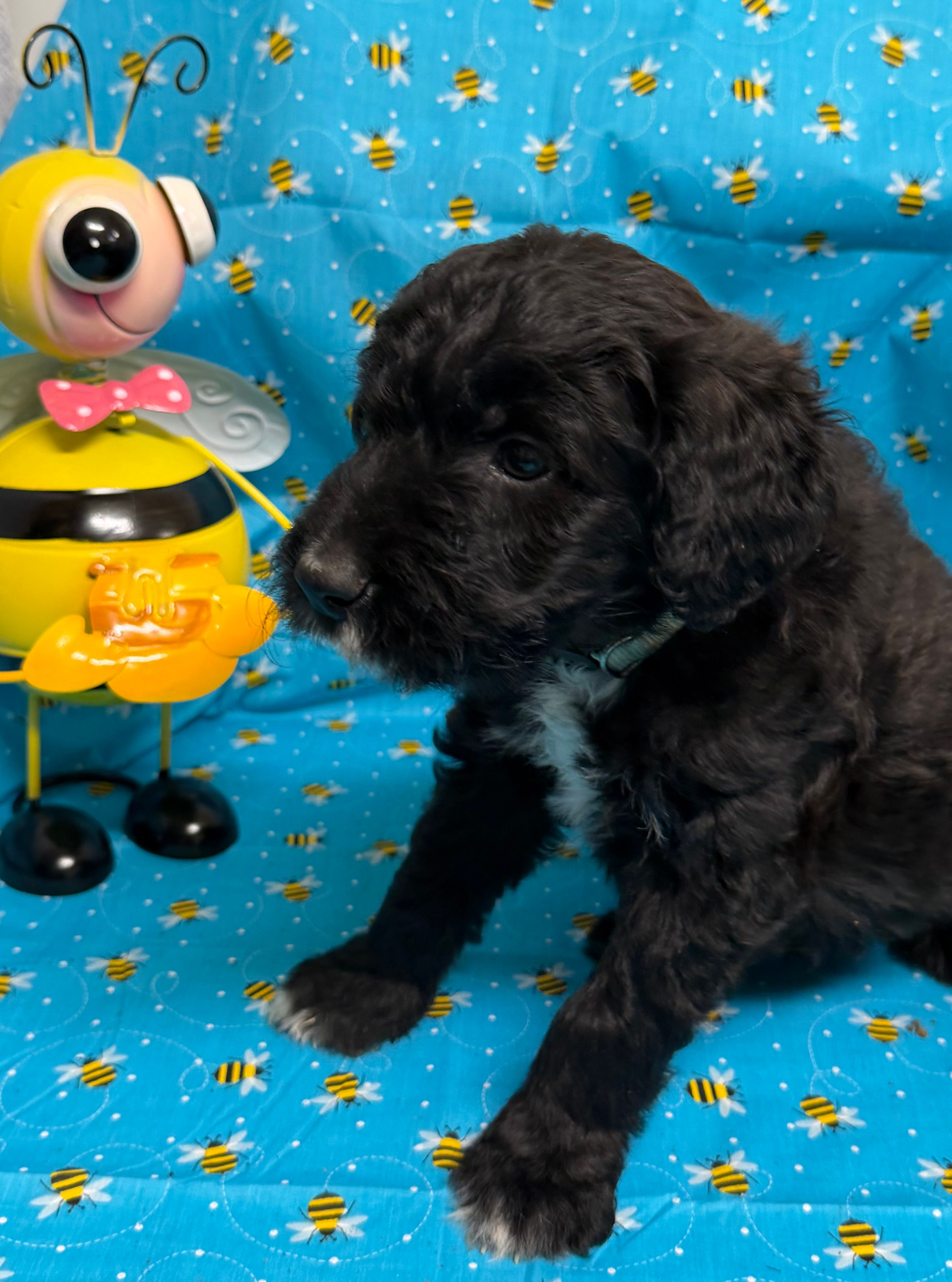 Prosecco – Bordoodle puppy for sale in Republic, MO