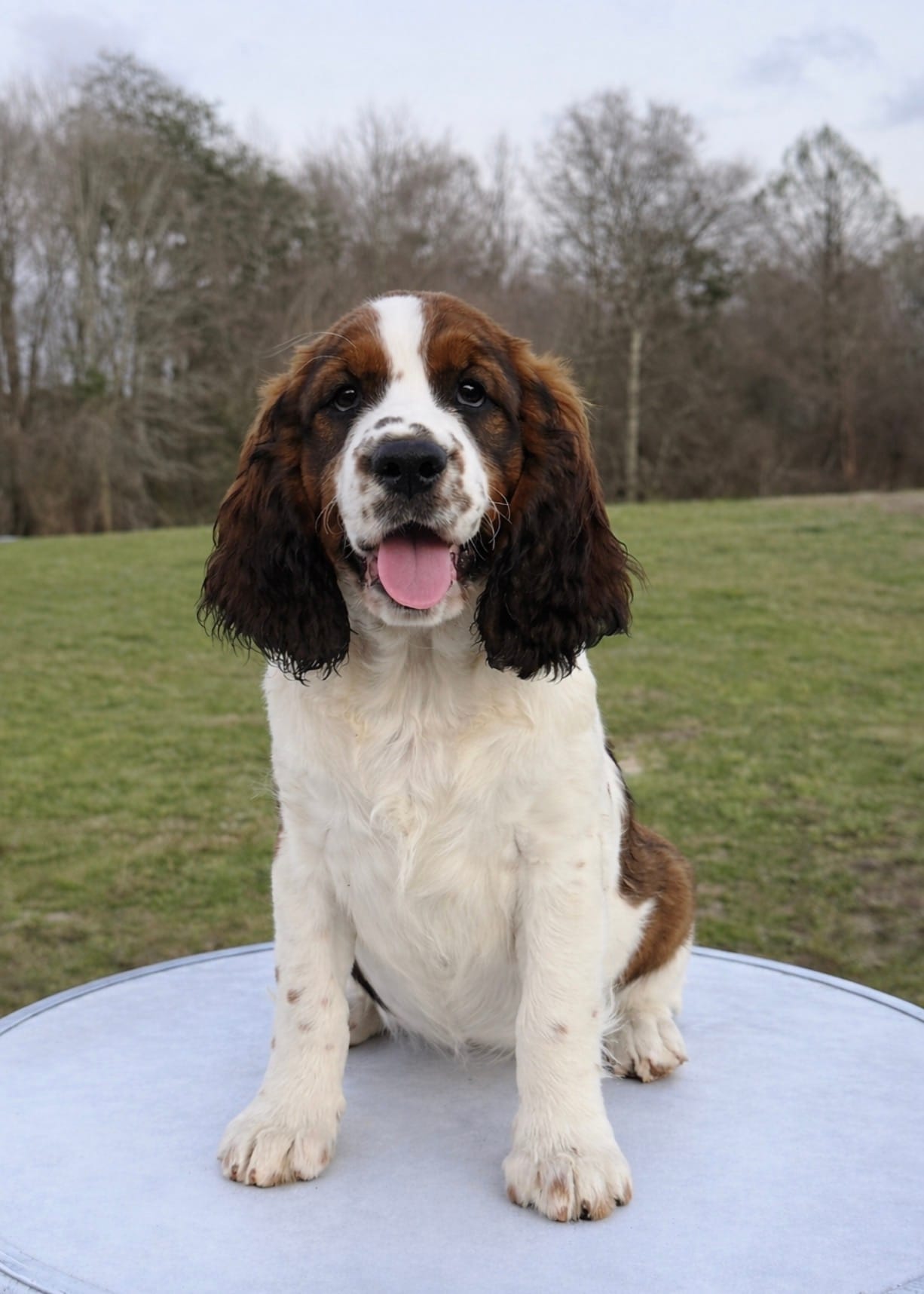 Sable boy  – English Springer Spaniel puppy for sale in DeFuniak Springs, FL