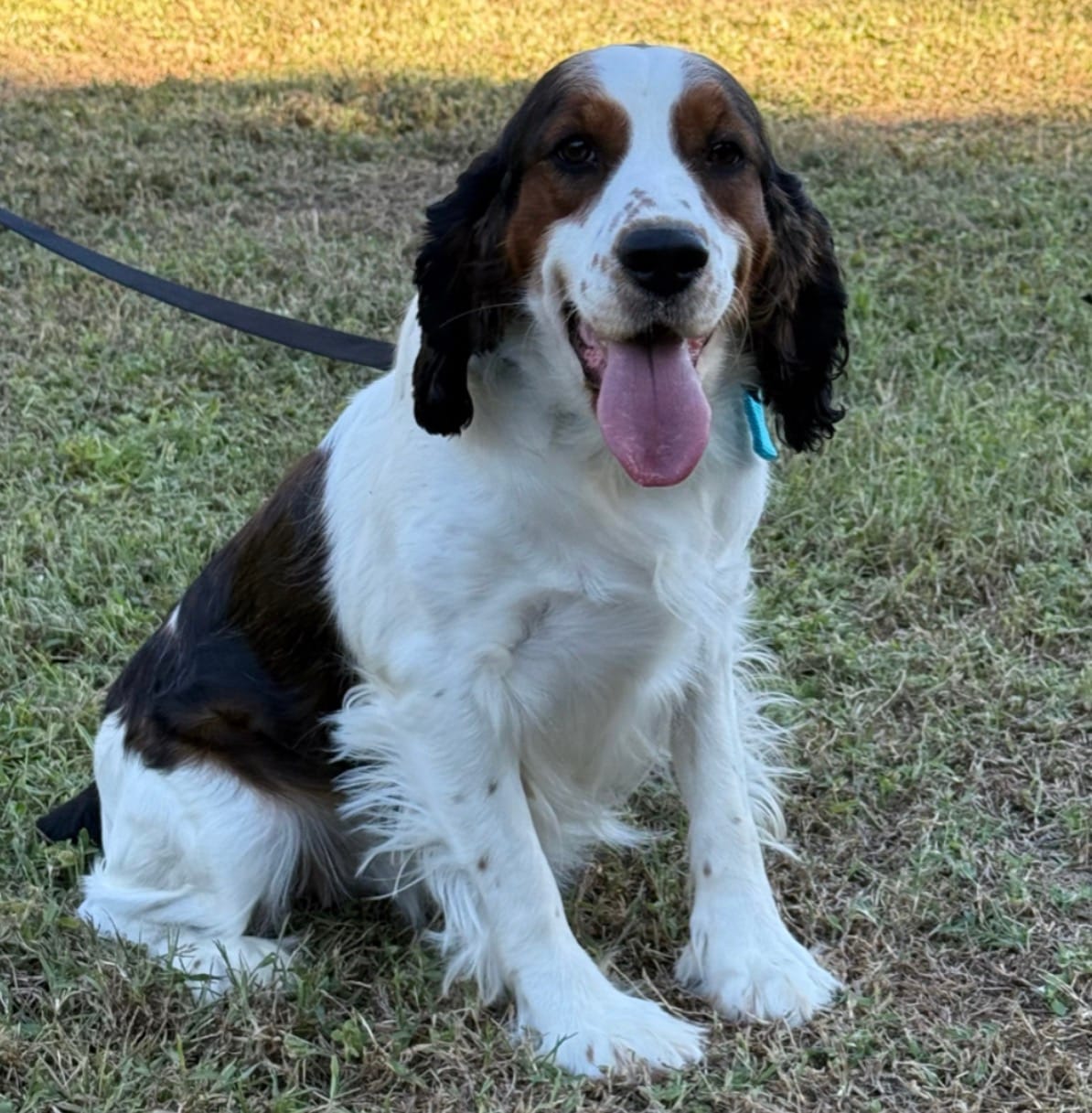 Breezy  – English Springer Spaniel puppy for sale in DeFuniak Springs, FL