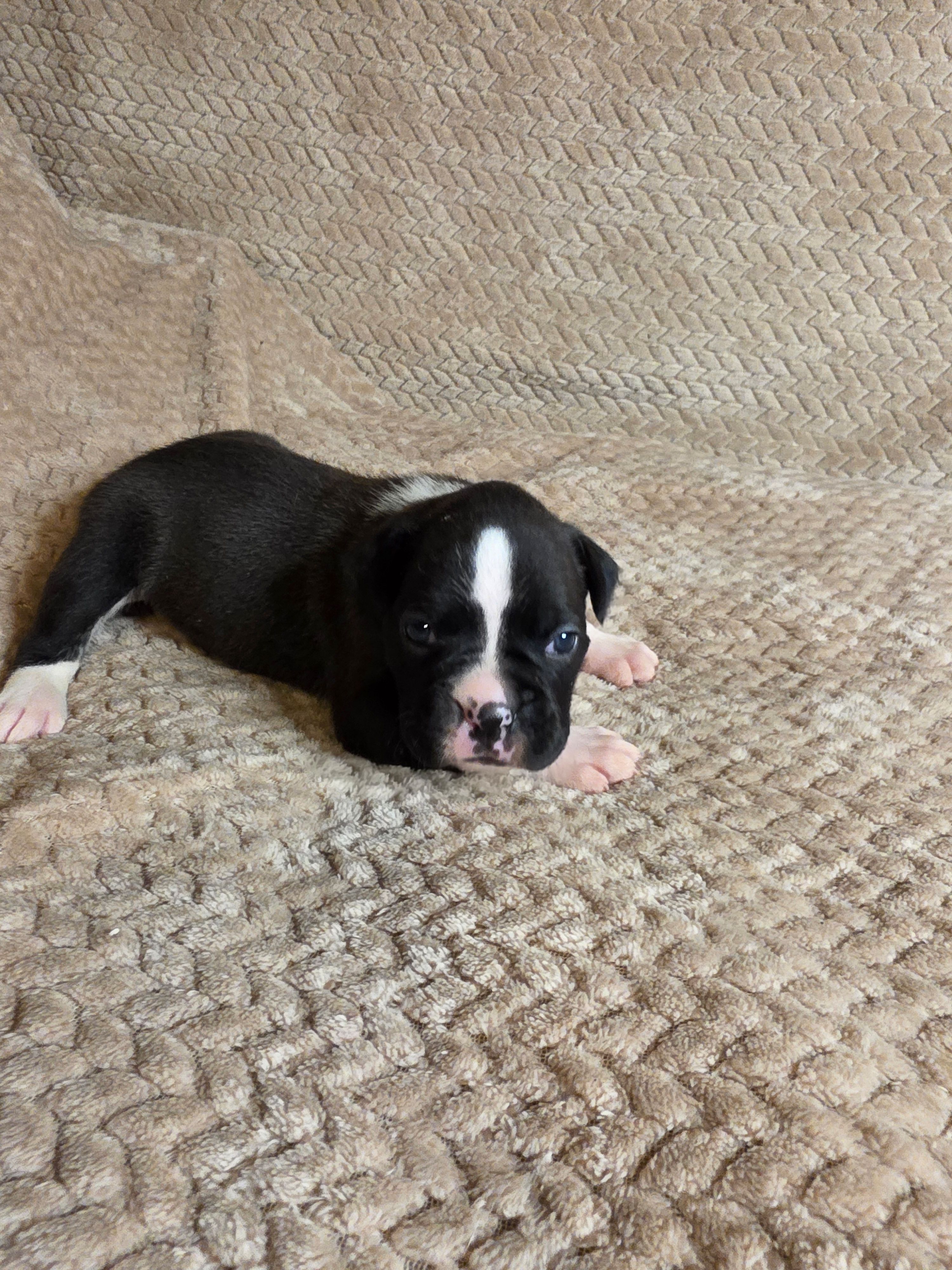 Dolly – Boxer puppy for sale in Crane, MO