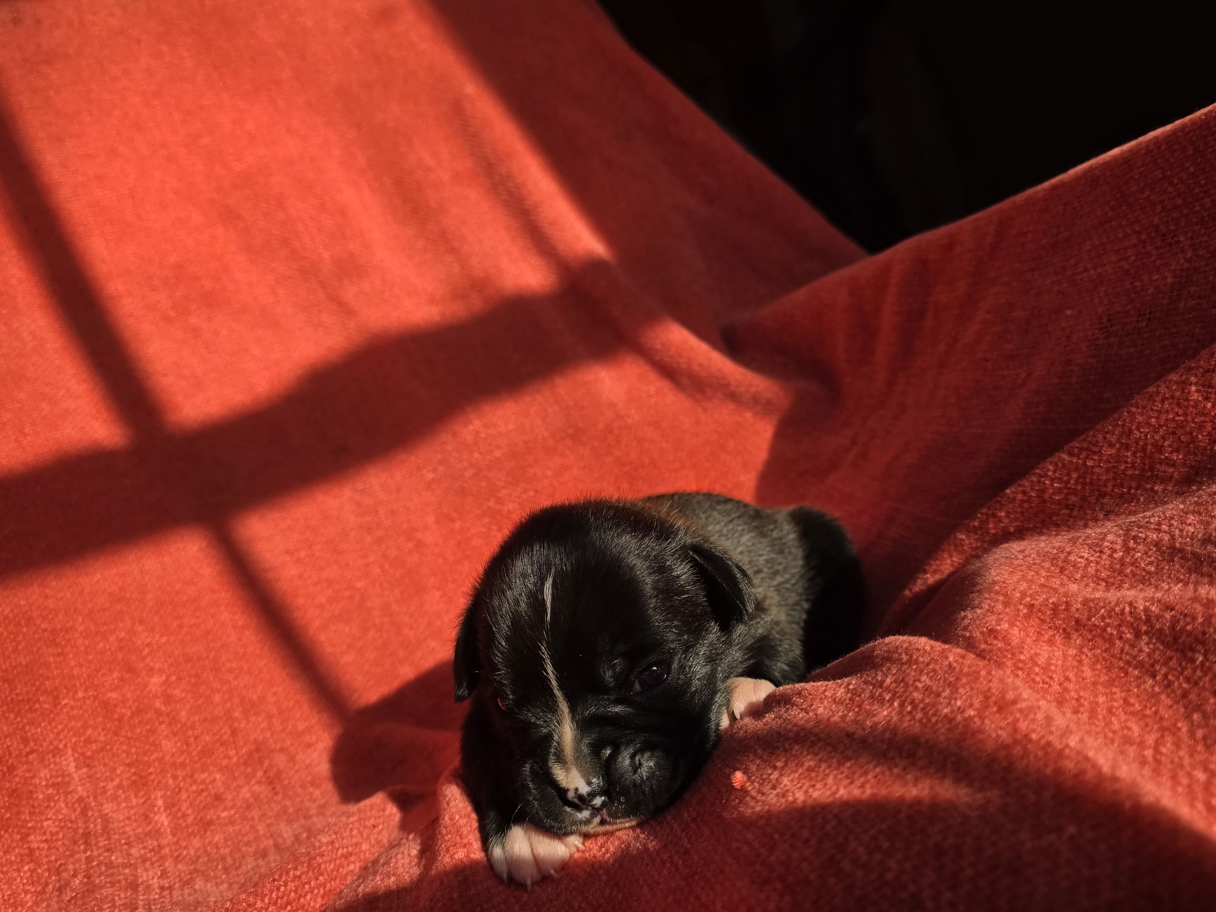 Goose – Boxer puppy for sale in Crane, MO