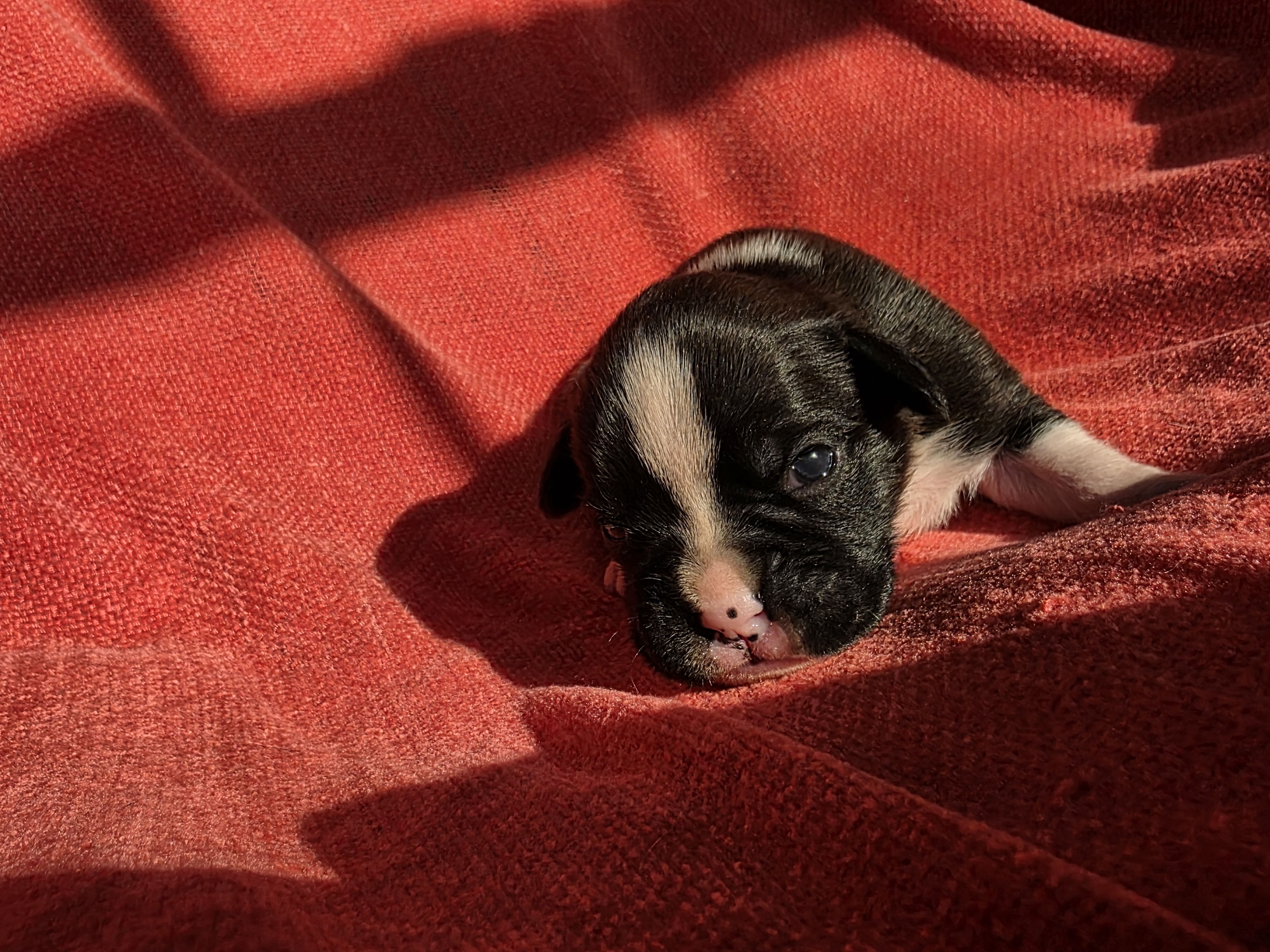 Henry – Boxer puppy for sale in Crane, MO