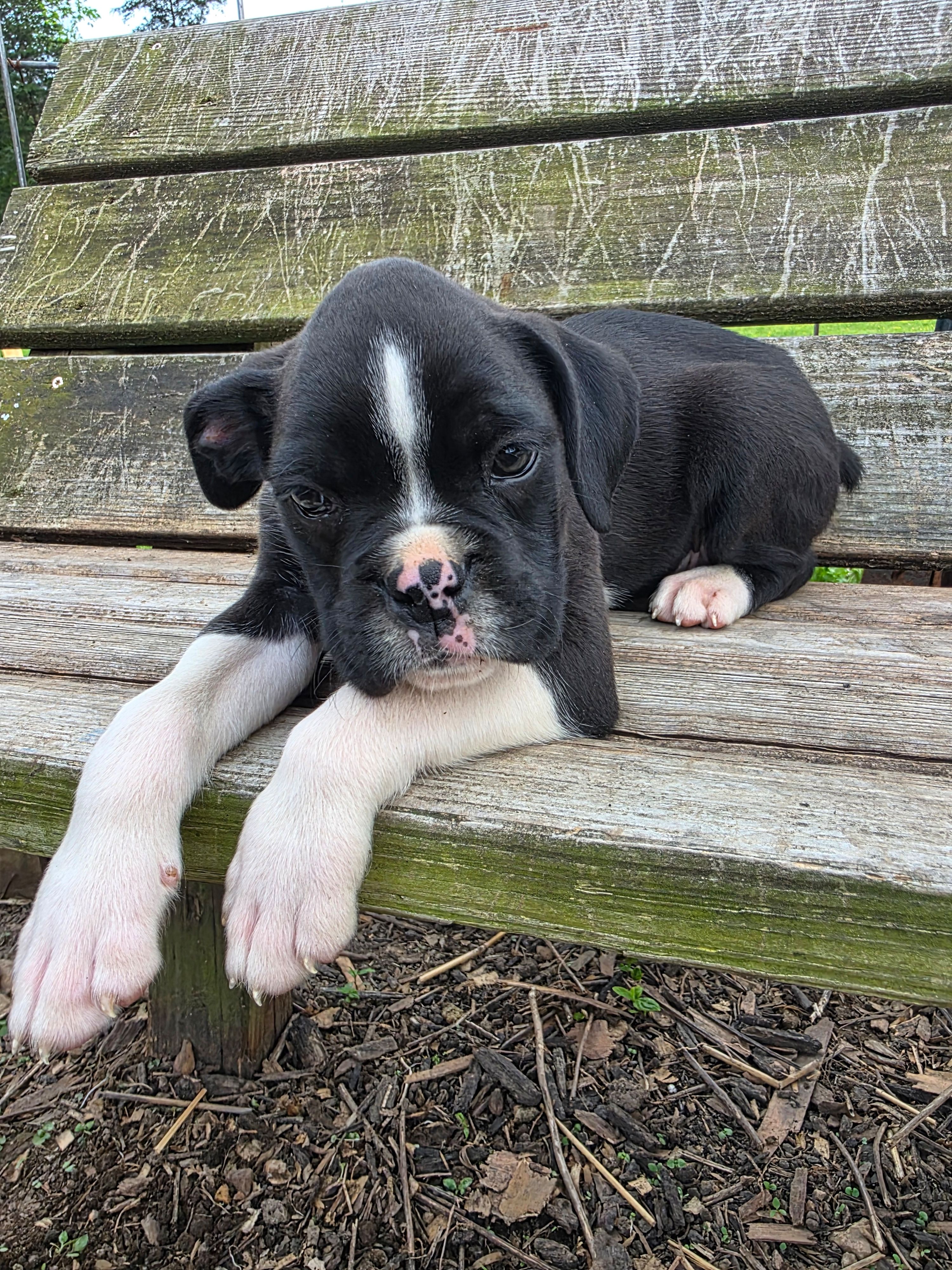 Henry, a male Boxer for sale in Crane, MO – Photo 6 of 8