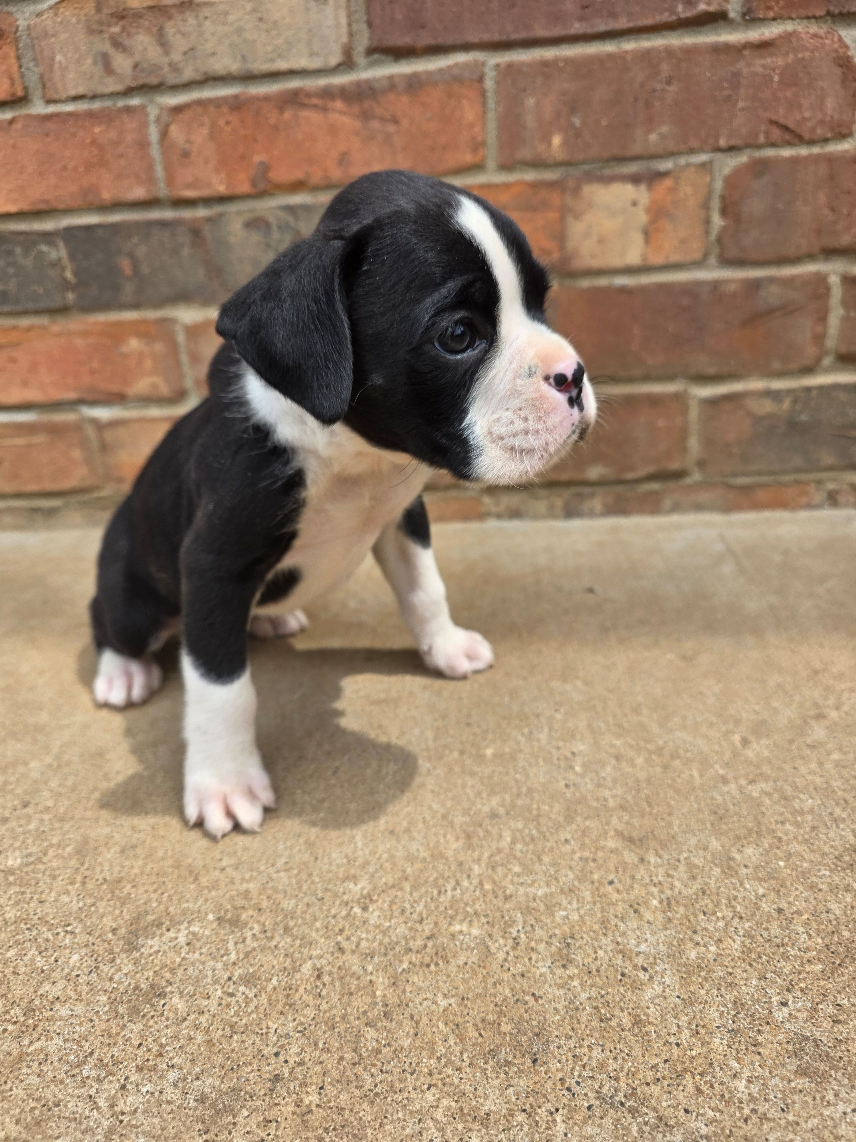 Jax, a male Boxer for sale in Crane, MO – Photo 3 of 3