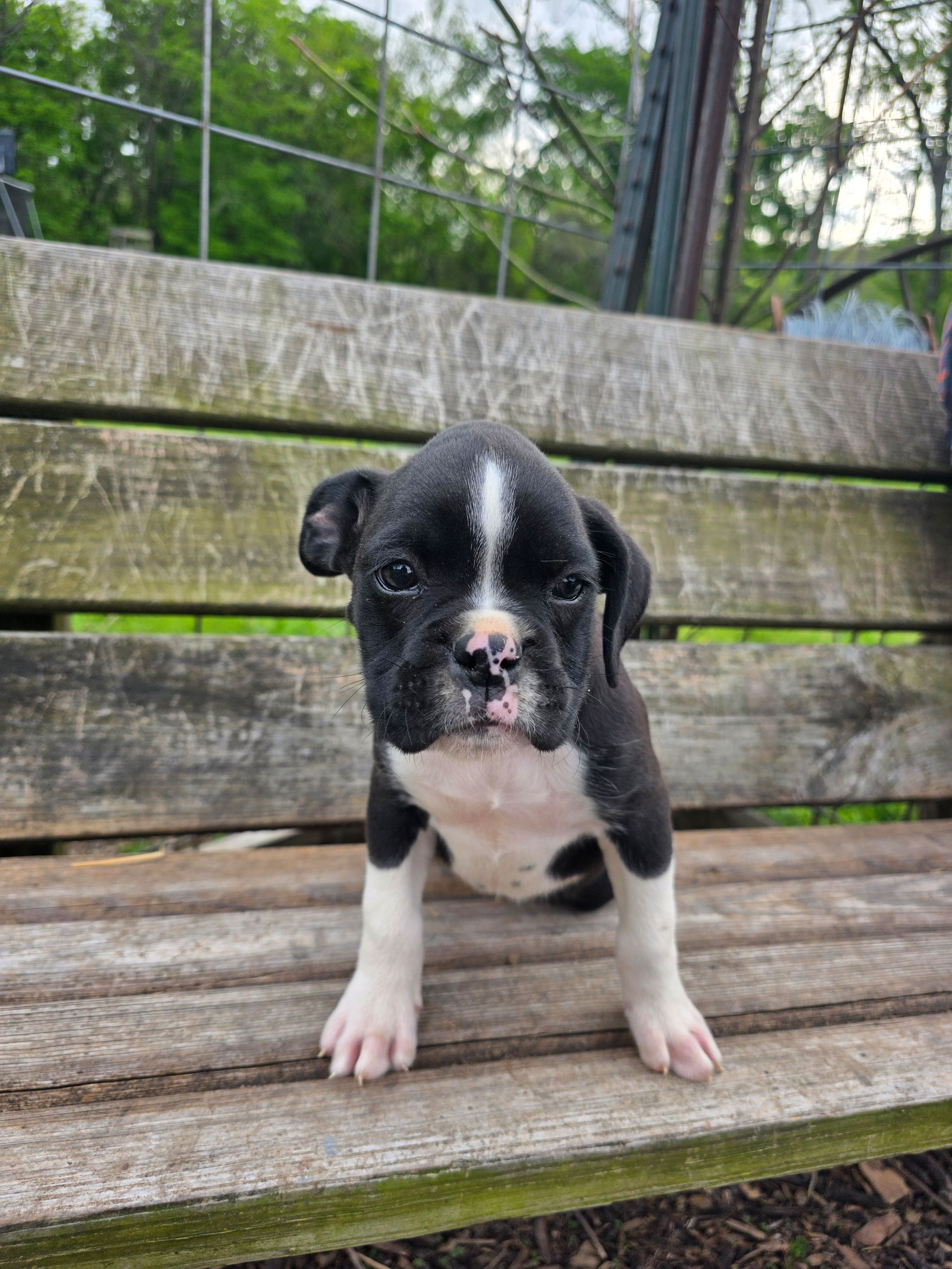 Henry, a male Boxer for sale in Crane, MO – Photo 7 of 8