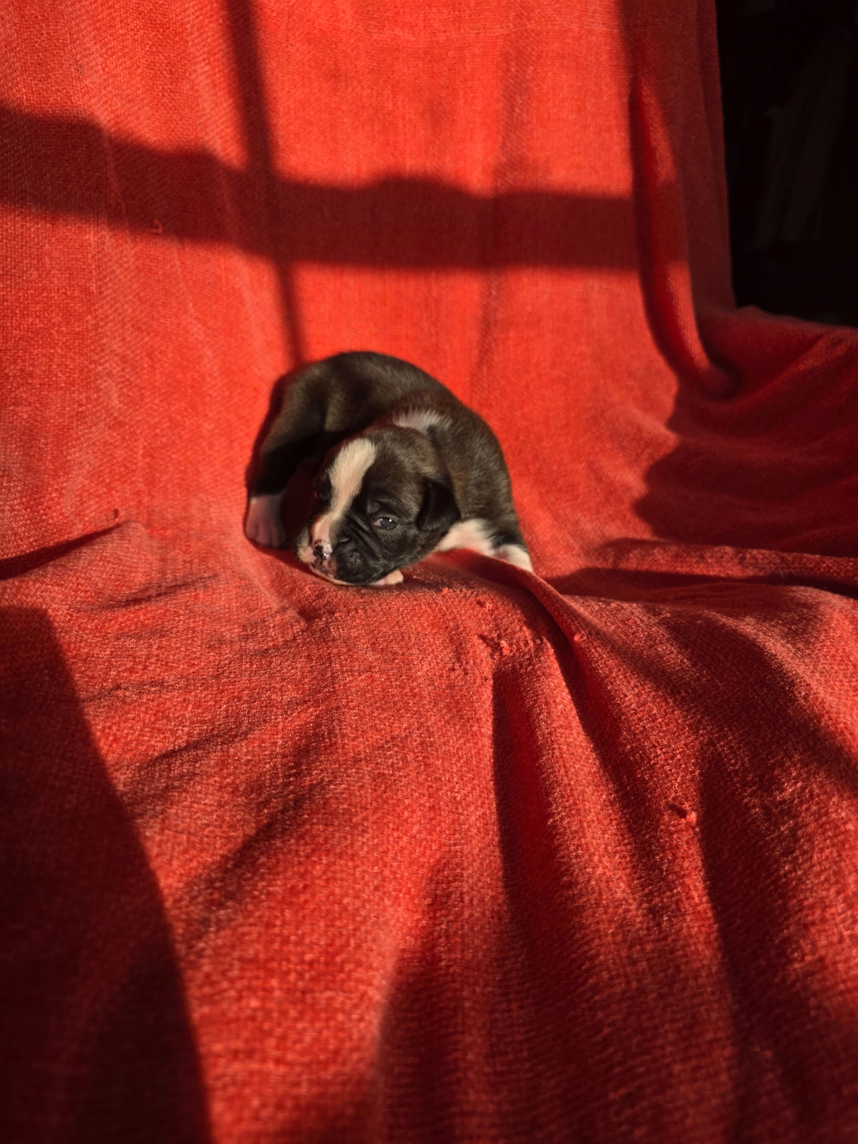 Dolly – Boxer puppy for sale in Crane, MO