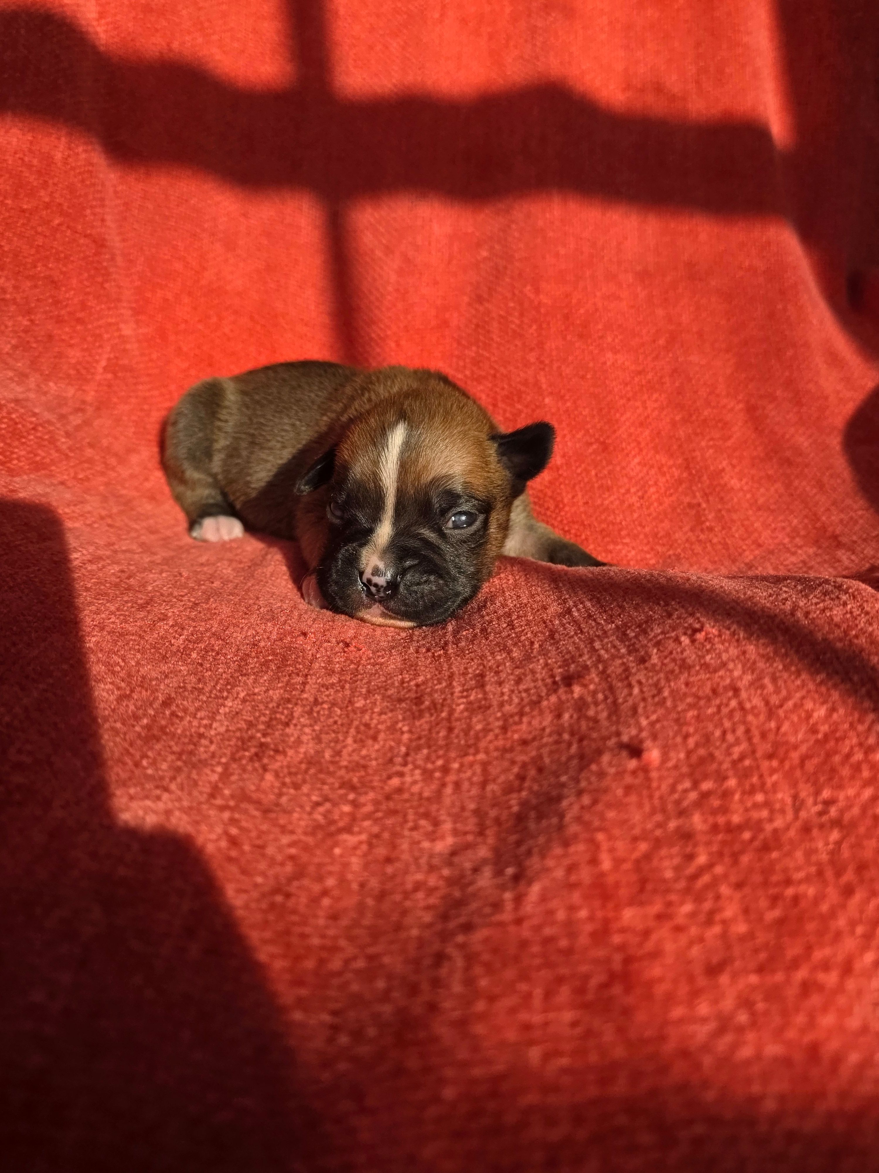 Otto, a male Boxer for sale in Crane, MO – Photo 2 of 4