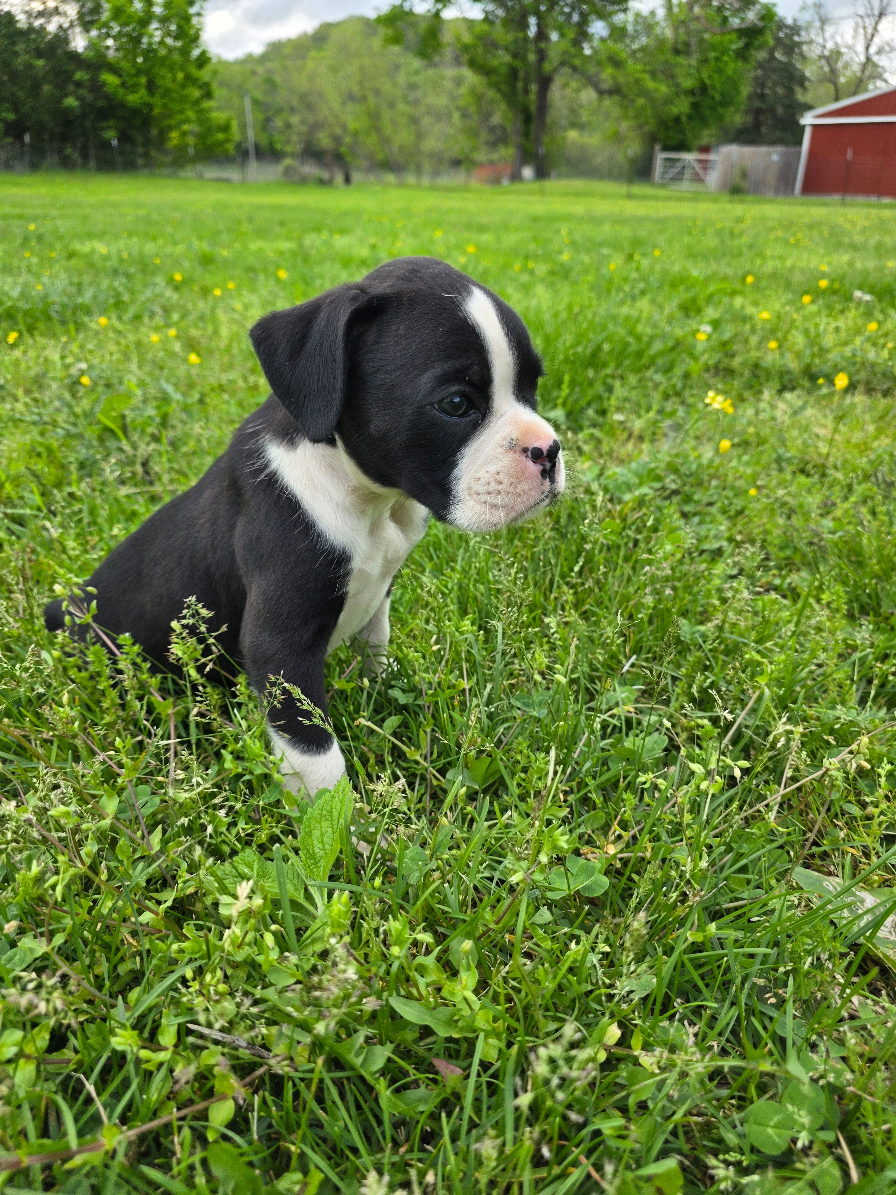 Jax, a male Boxer for sale in Crane, MO – Photo 2 of 3