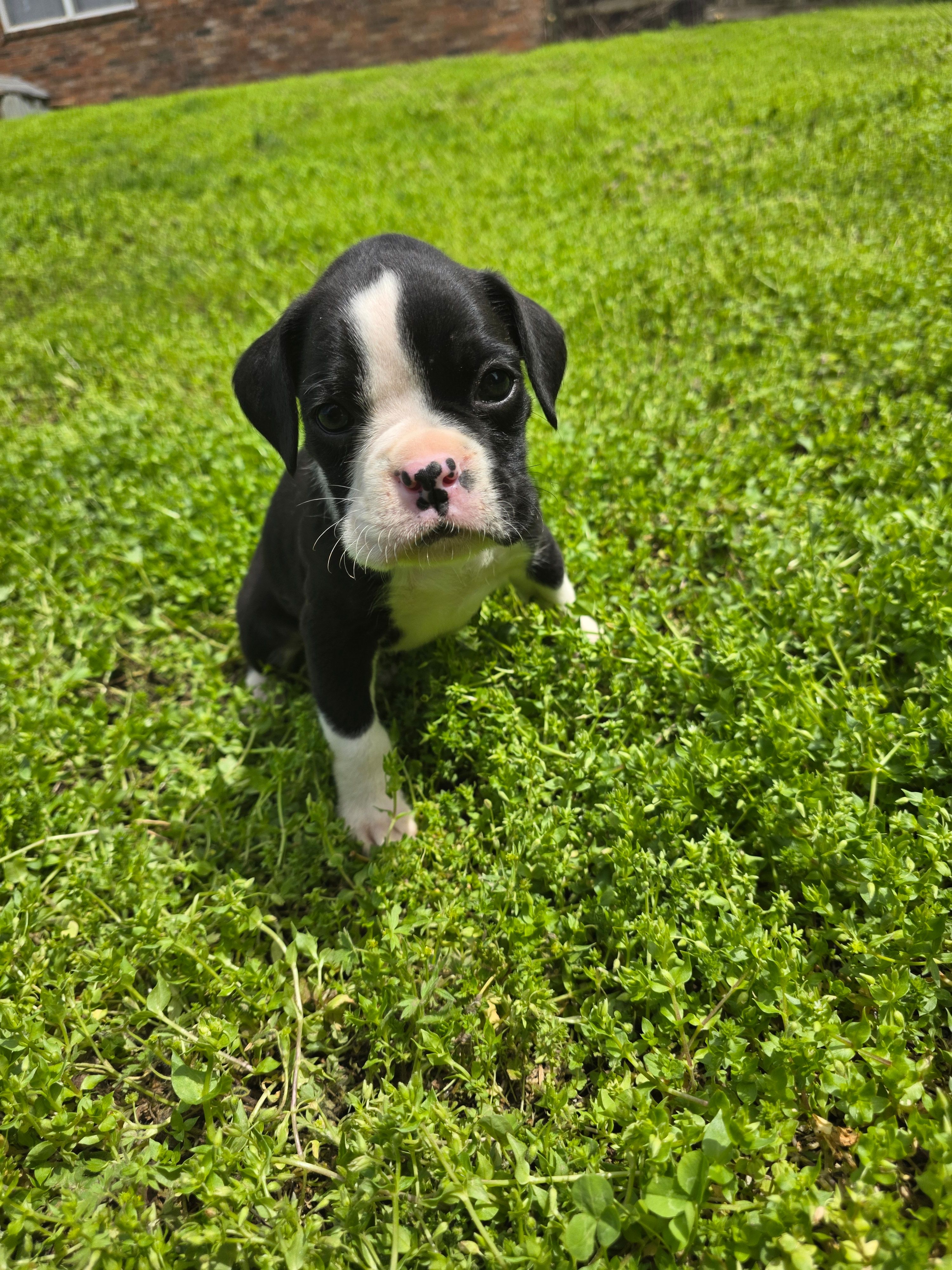 Jax – Boxer puppy for sale in Crane, MO