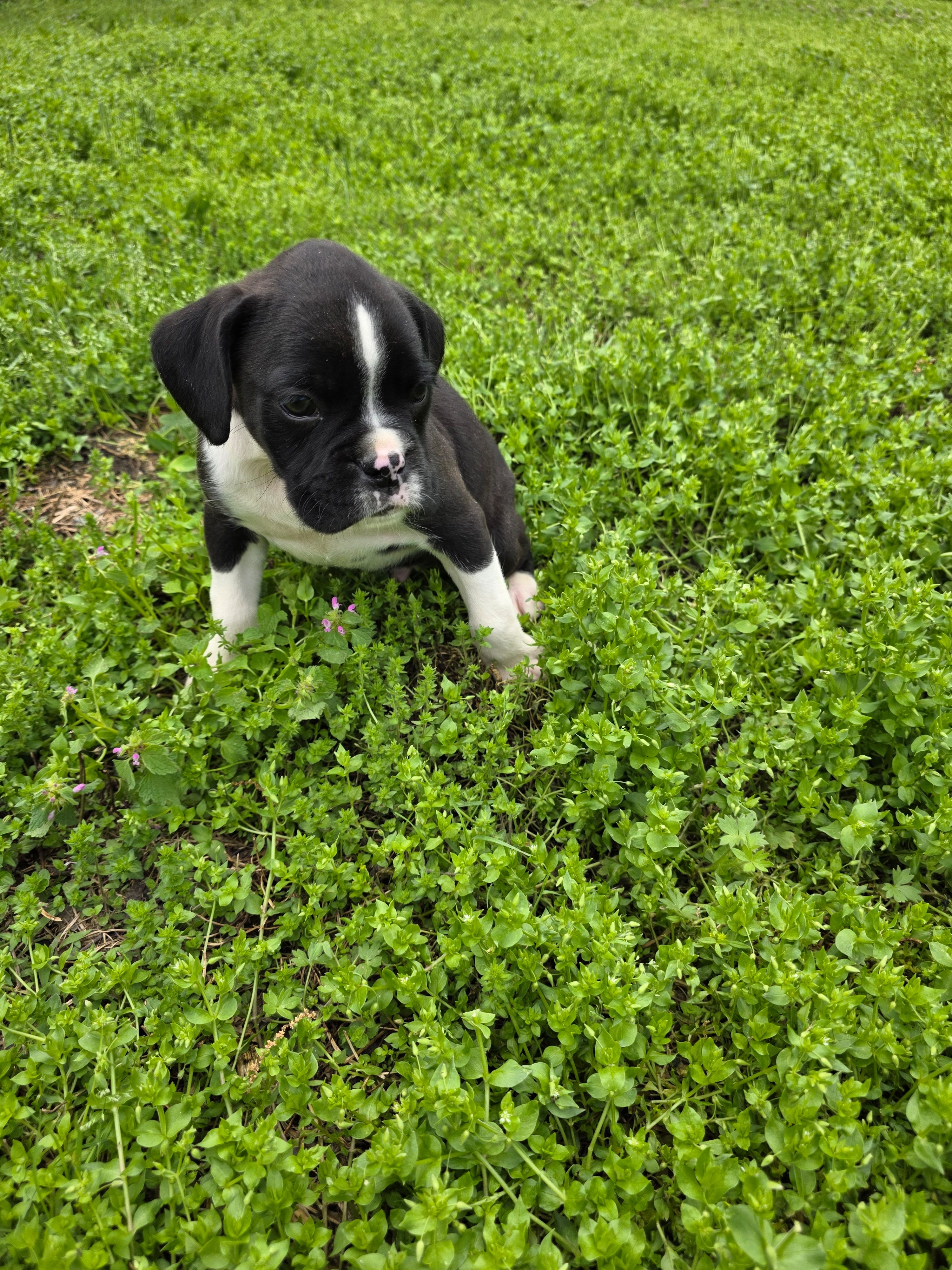 Henry – Boxer puppy for sale in Crane, MO