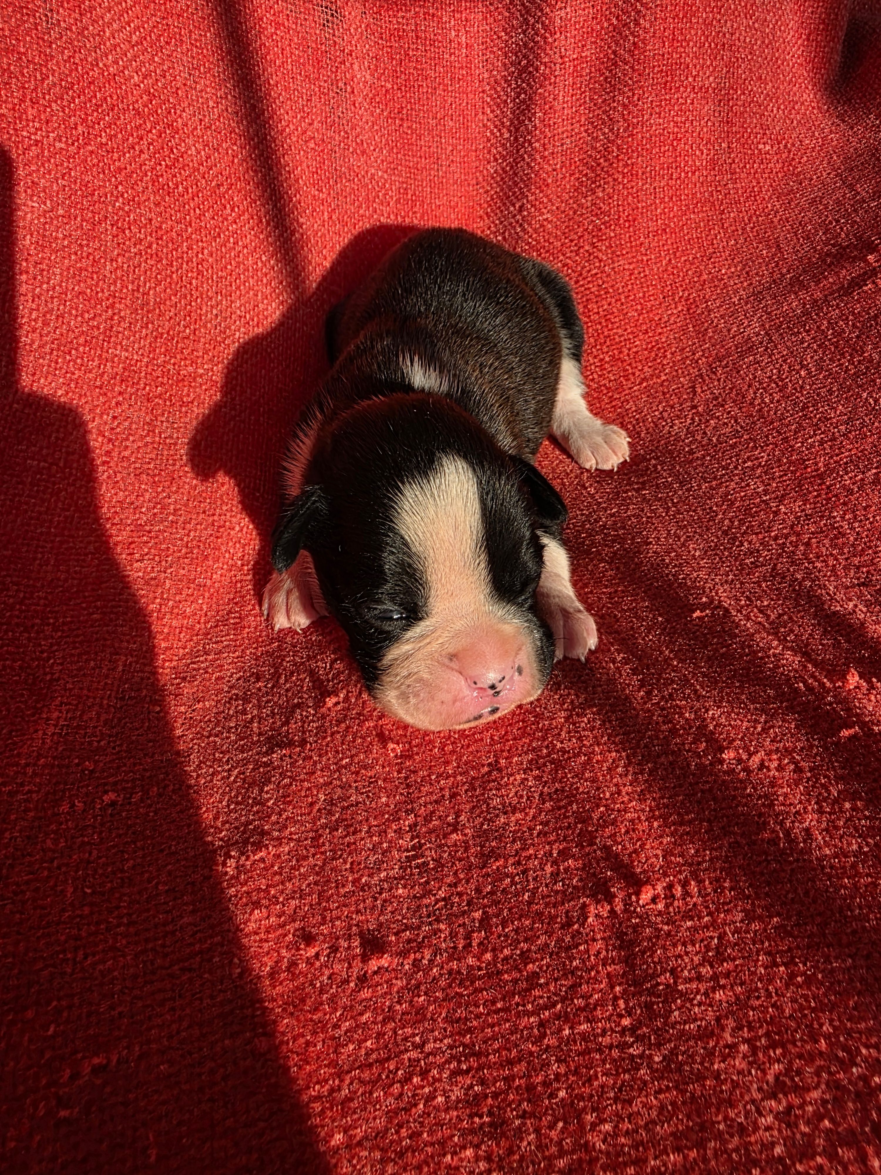 Jax – Boxer puppy for sale in Crane, MO