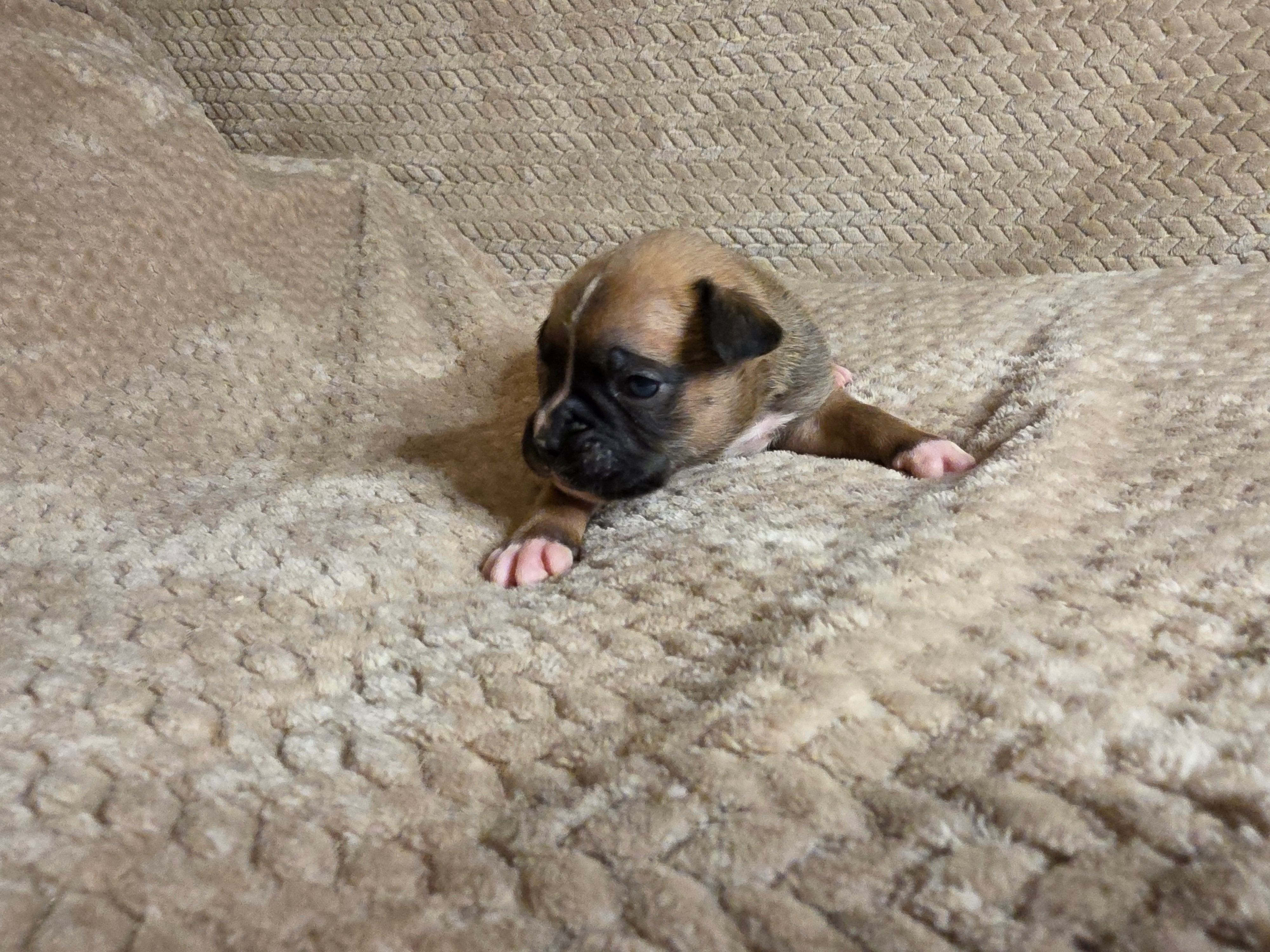 Otto – Boxer puppy for sale in Crane, MO