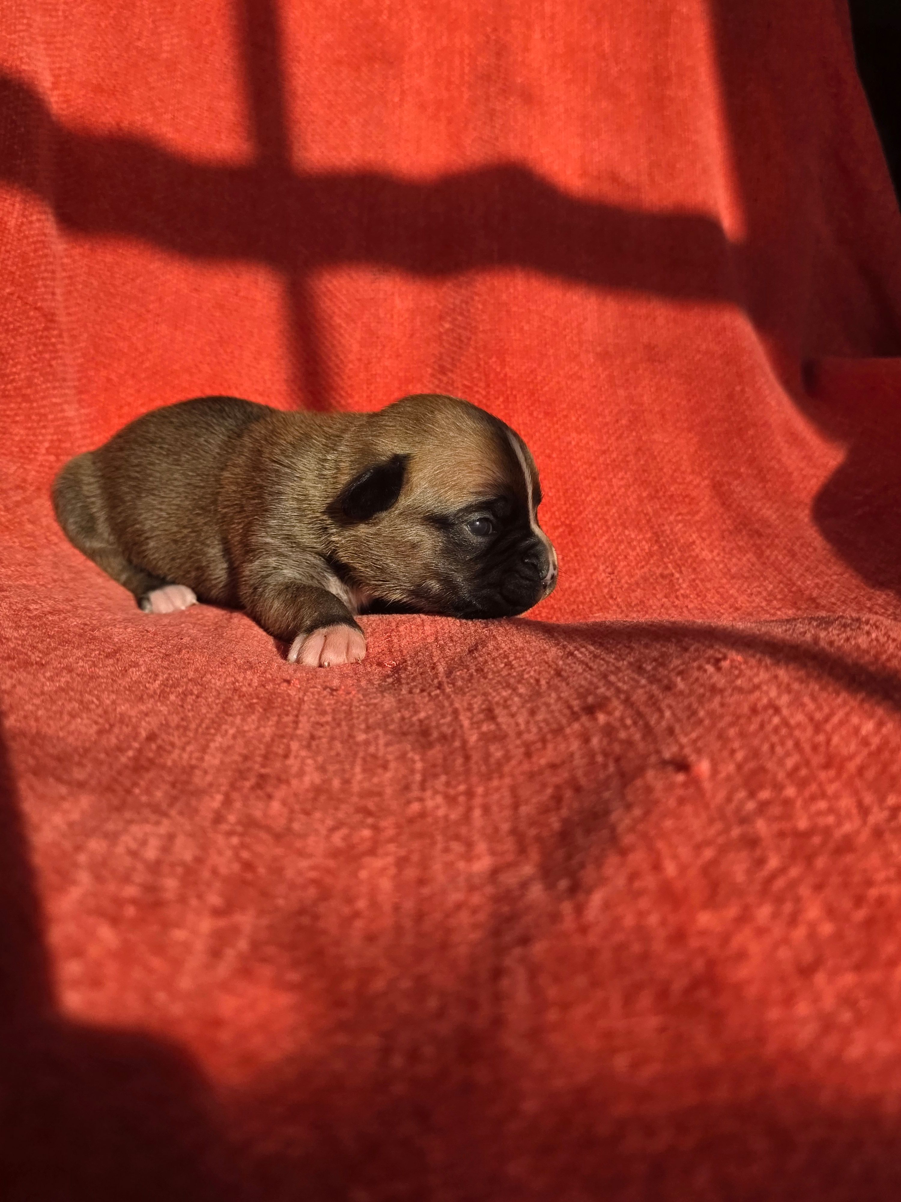 Otto, a male Boxer for sale in Crane, MO – Photo 4 of 4