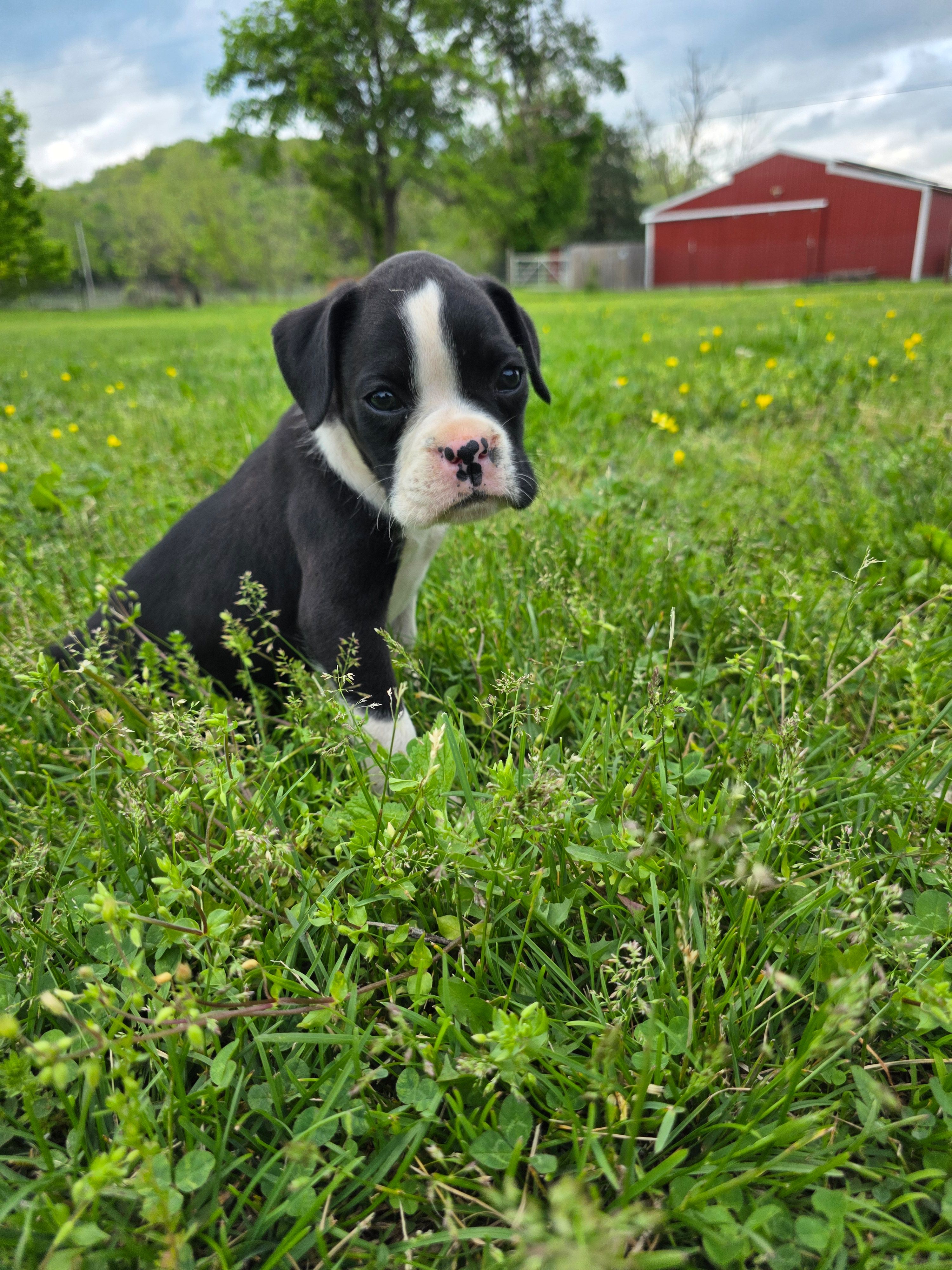 Jax – Boxer puppy for sale in Crane, MO