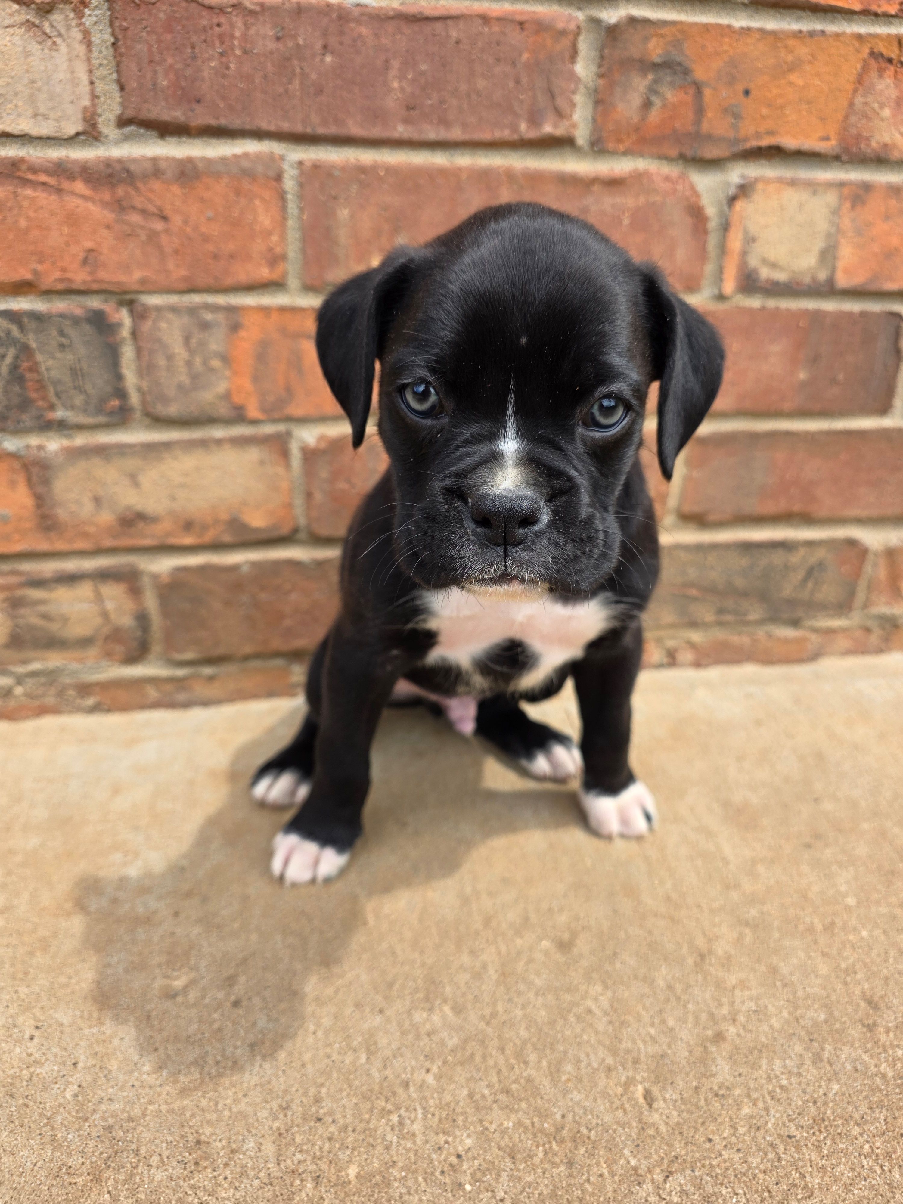 Goose, a male Boxer for sale in Crane, MO – Photo 2 of 3
