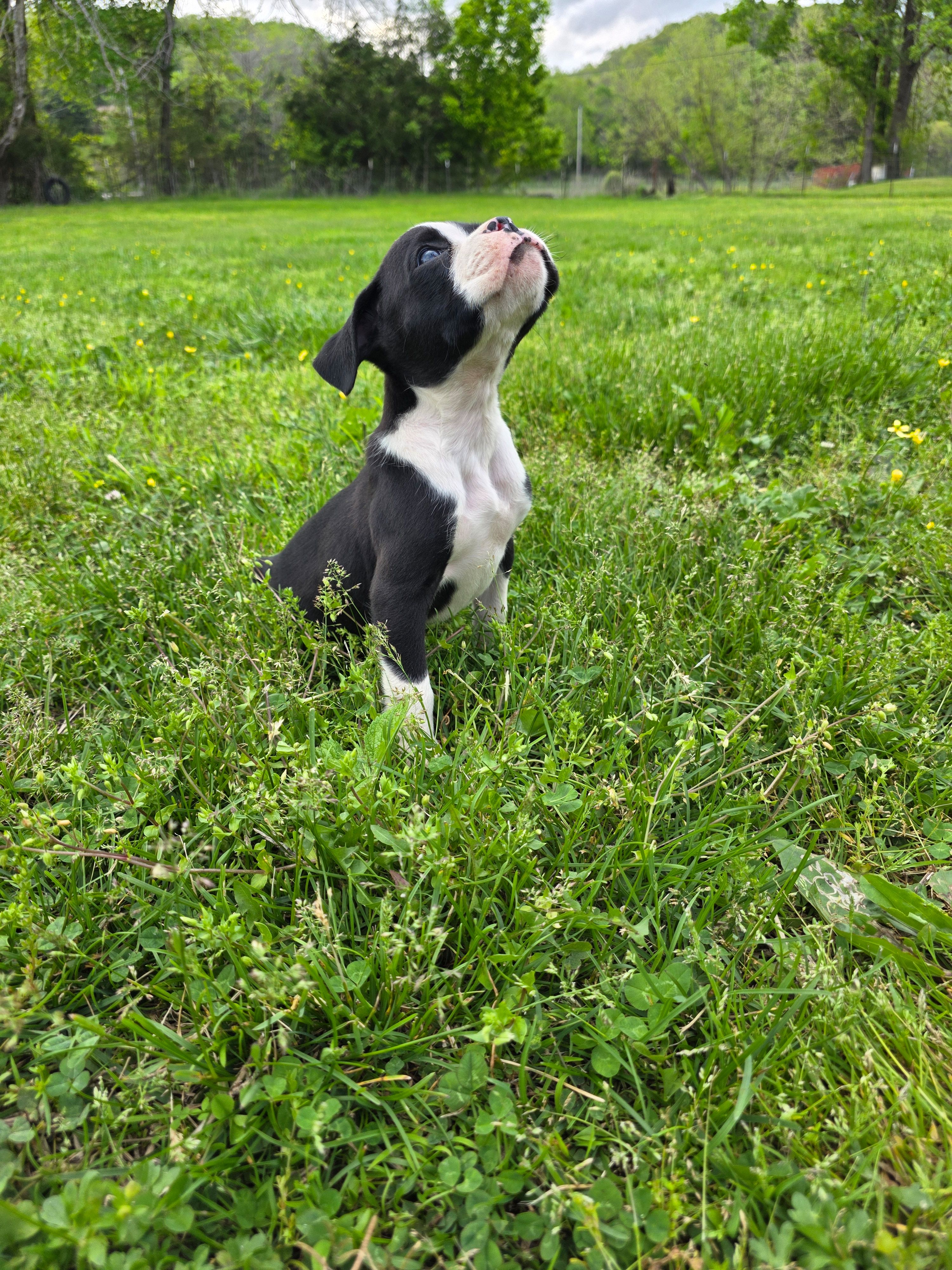 Jax, a male Boxer for sale in Crane, MO – Photo 3 of 3