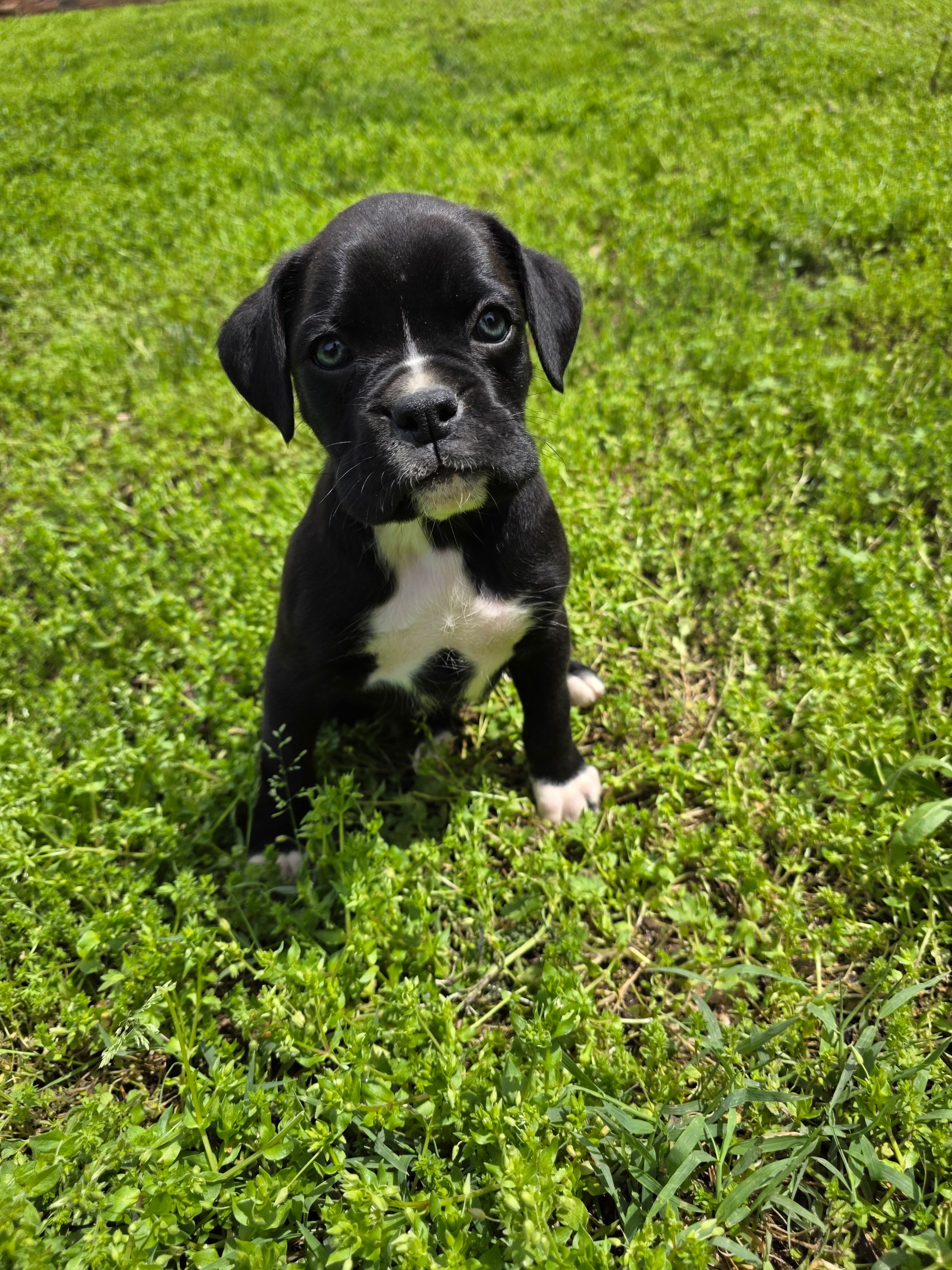 Goose – Boxer puppy for sale in Crane, MO